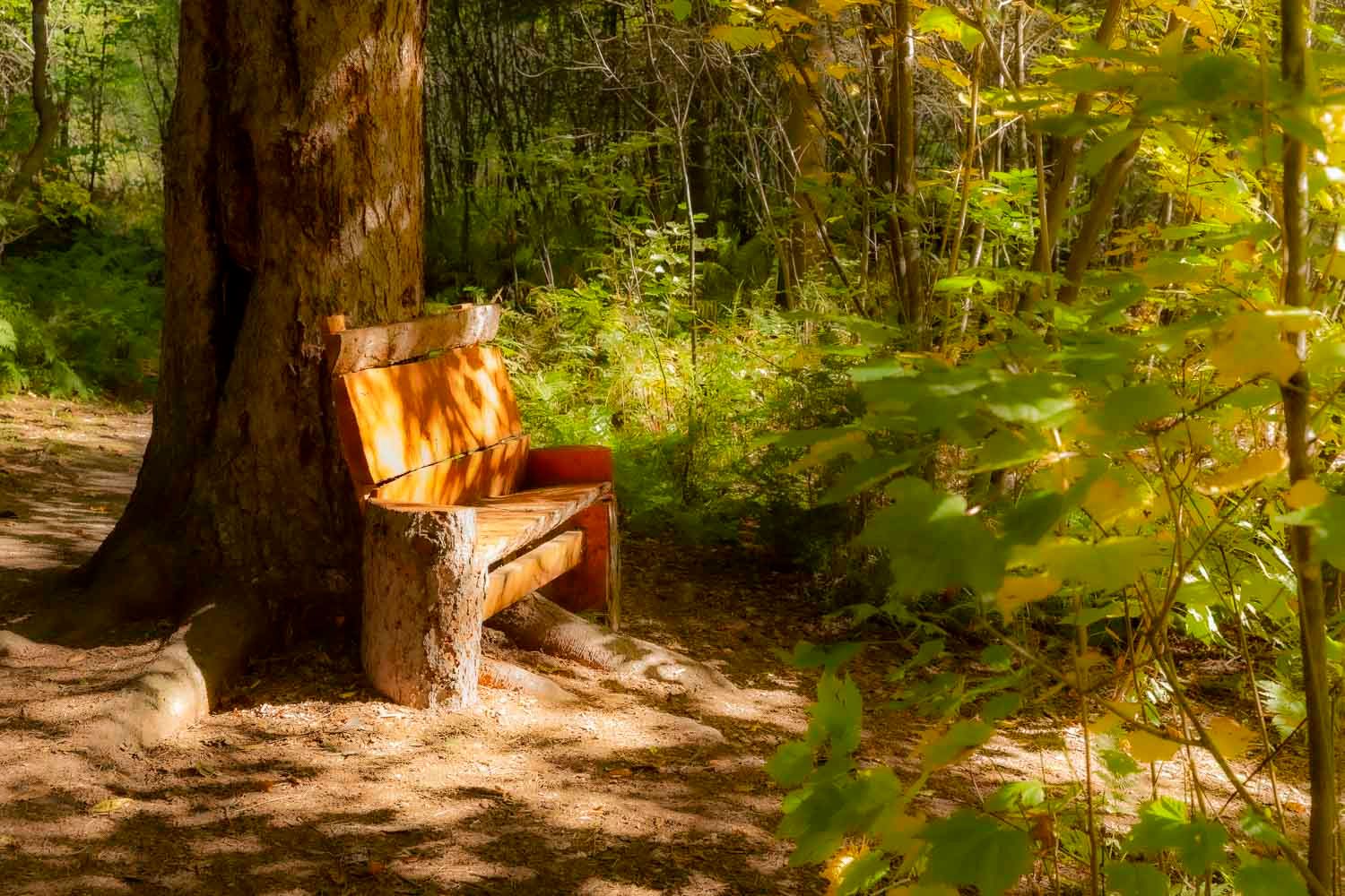 Banc dans une forêt
Québec, Canada
Rustic wooden bench nestled among trees in a sunlit forest clearing, surrounded by lush green foliage.