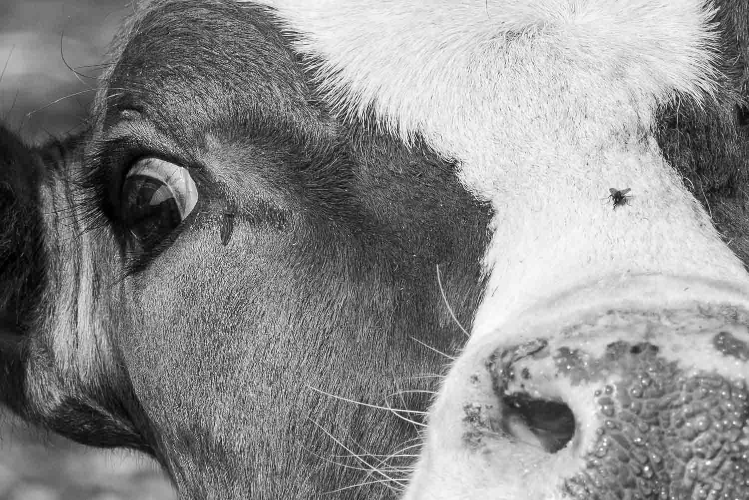 Close-up black and white portrait of a cow showing detailed eye and nose texture.