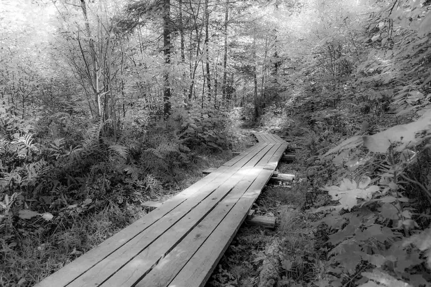Trottoir de bois
Black and white photo of a wooden boardwalk trail winding through a lush forest with dense foliage and trees.