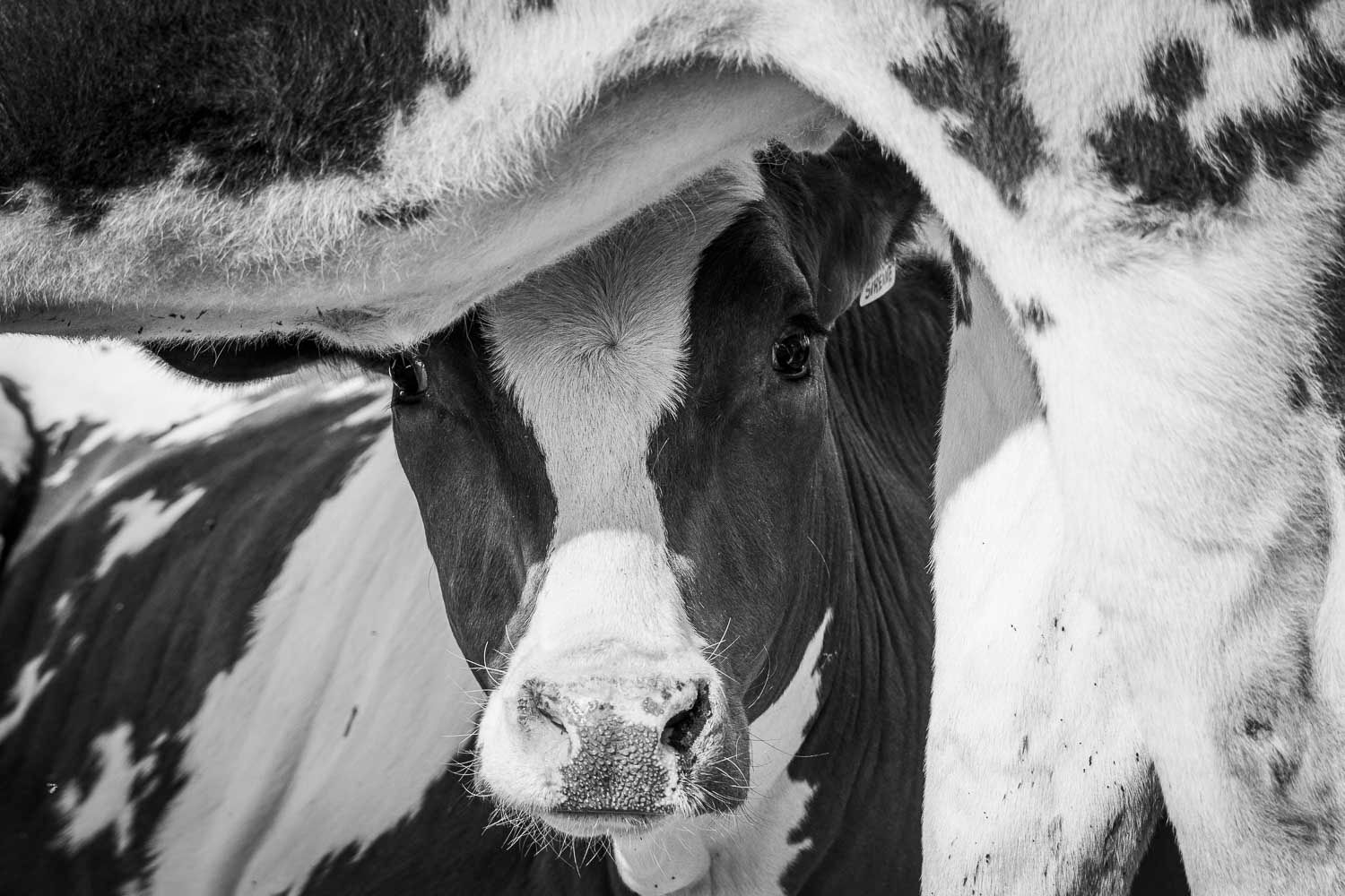 Close-up black and white photo of a Holstein cow looking at the camera.