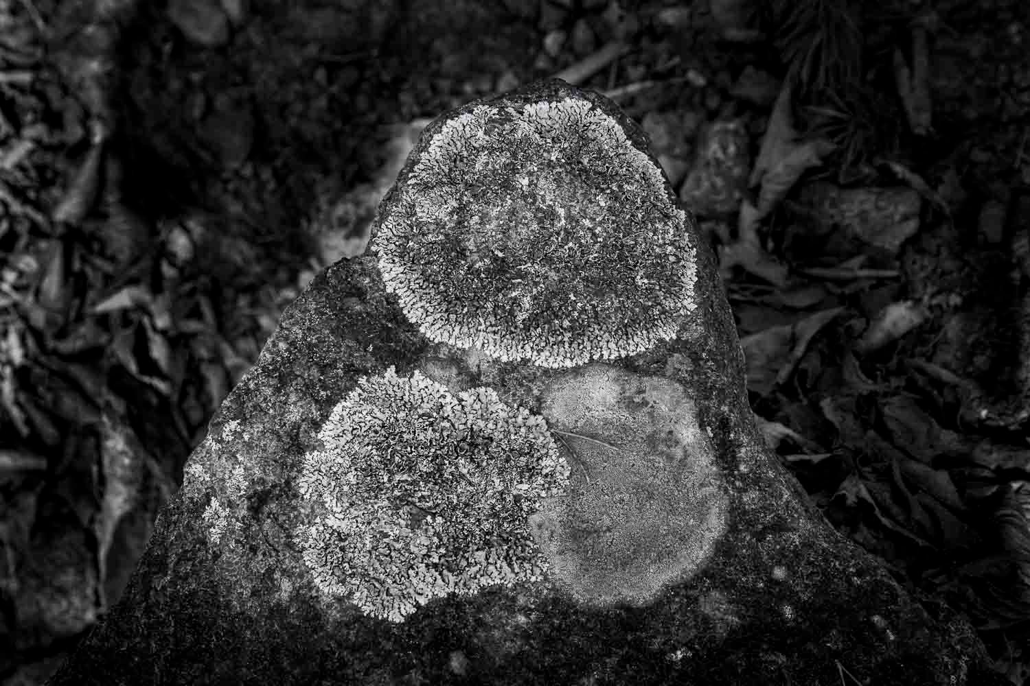 lichen sur pierre
Black and white macro photo of two lichen growths on a rock surrounded by fallen leaves.