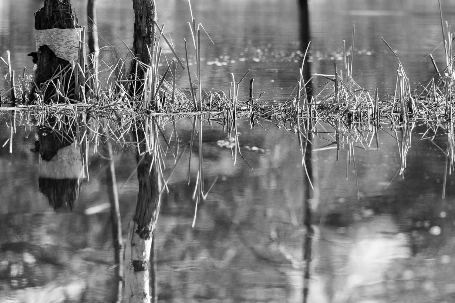 Black and white reflection of marsh grasses and bare tree stumps in still wetland water.