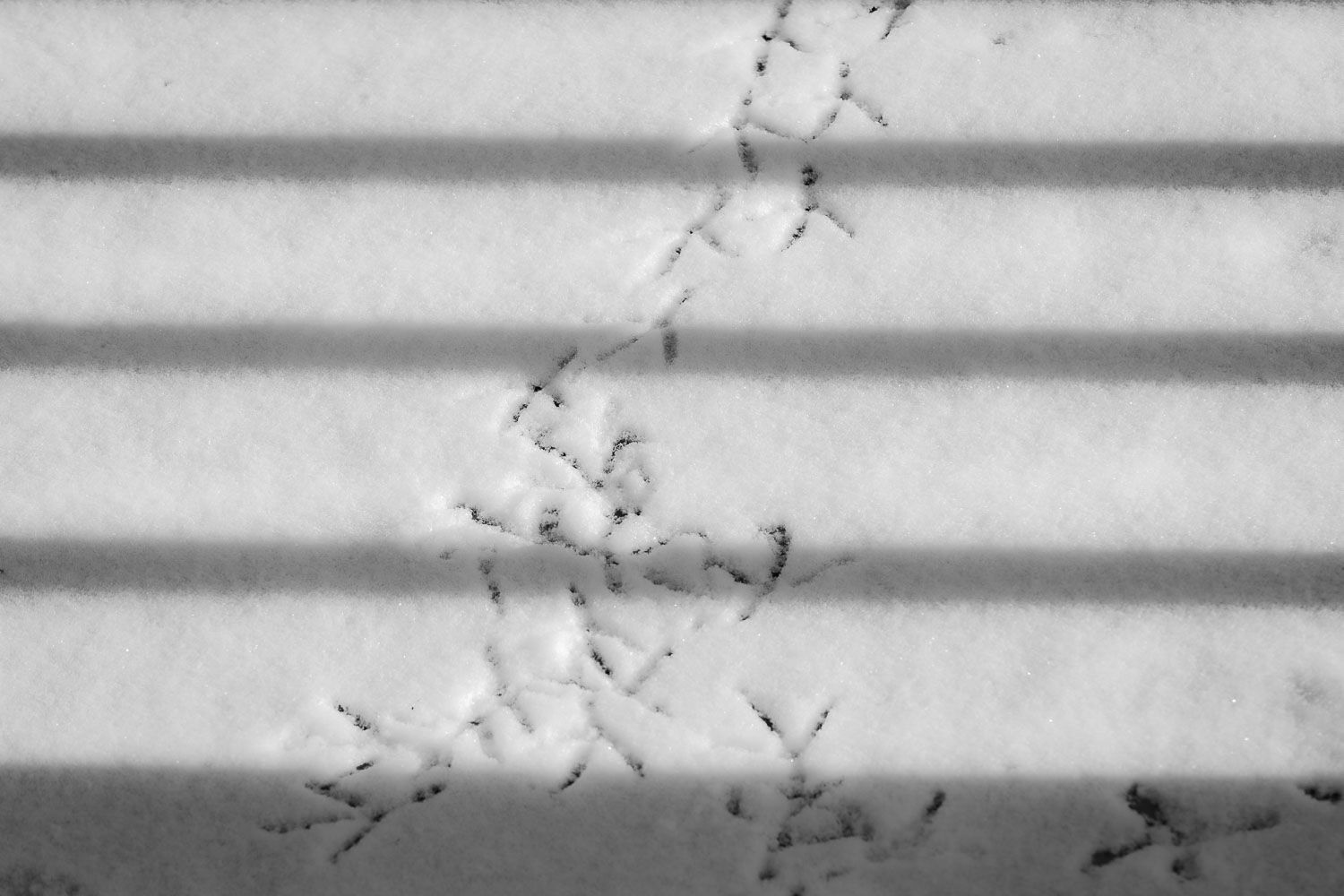 Bird tracks in fresh snow creating a winding trail across a snowy surface with shadow stripes.