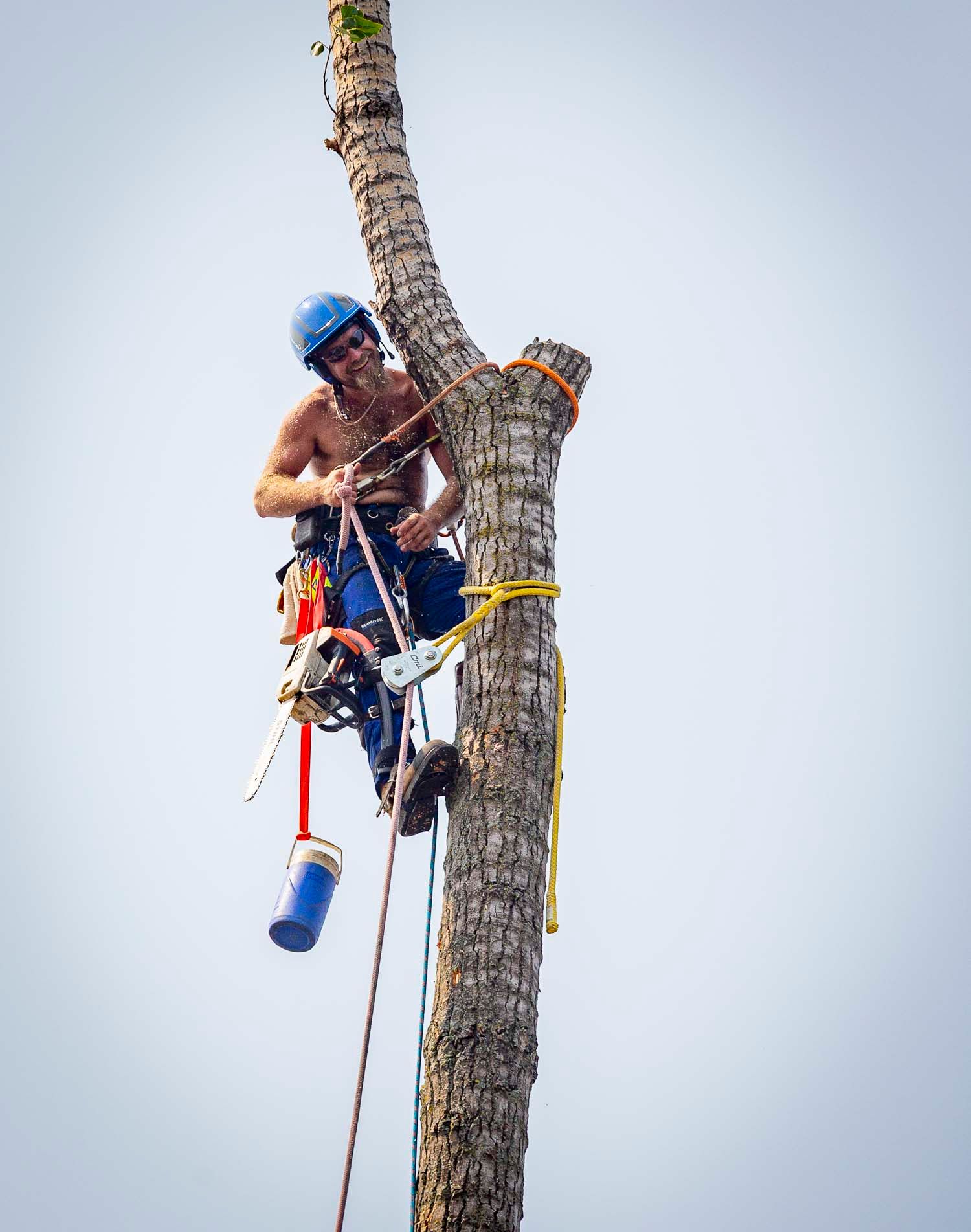 Smiling shirtless tree climber in blue helmet scaling a palm tree with safety harness.