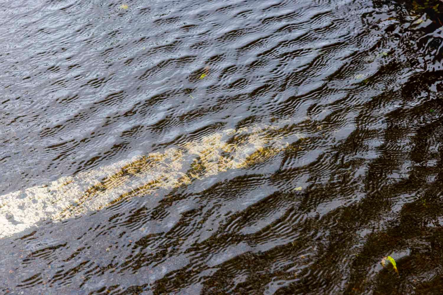 Rippling dark water surface with a streak of light reflection and patches of green algae.