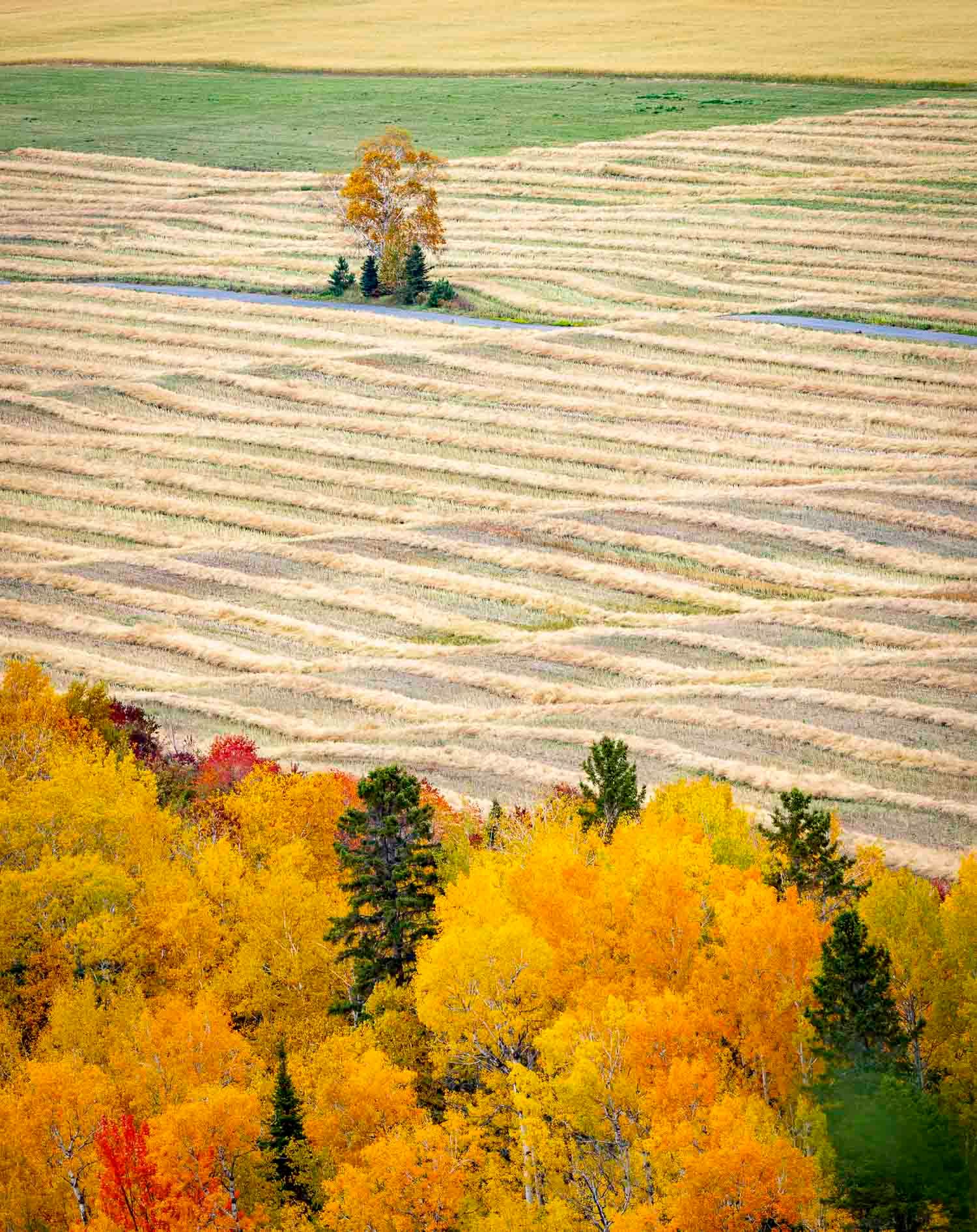 Arbre seul.
Aerial view of harvested farmland rows with a lone tree, bordered by vibrant autumn foliage in yellow, orange, and red.