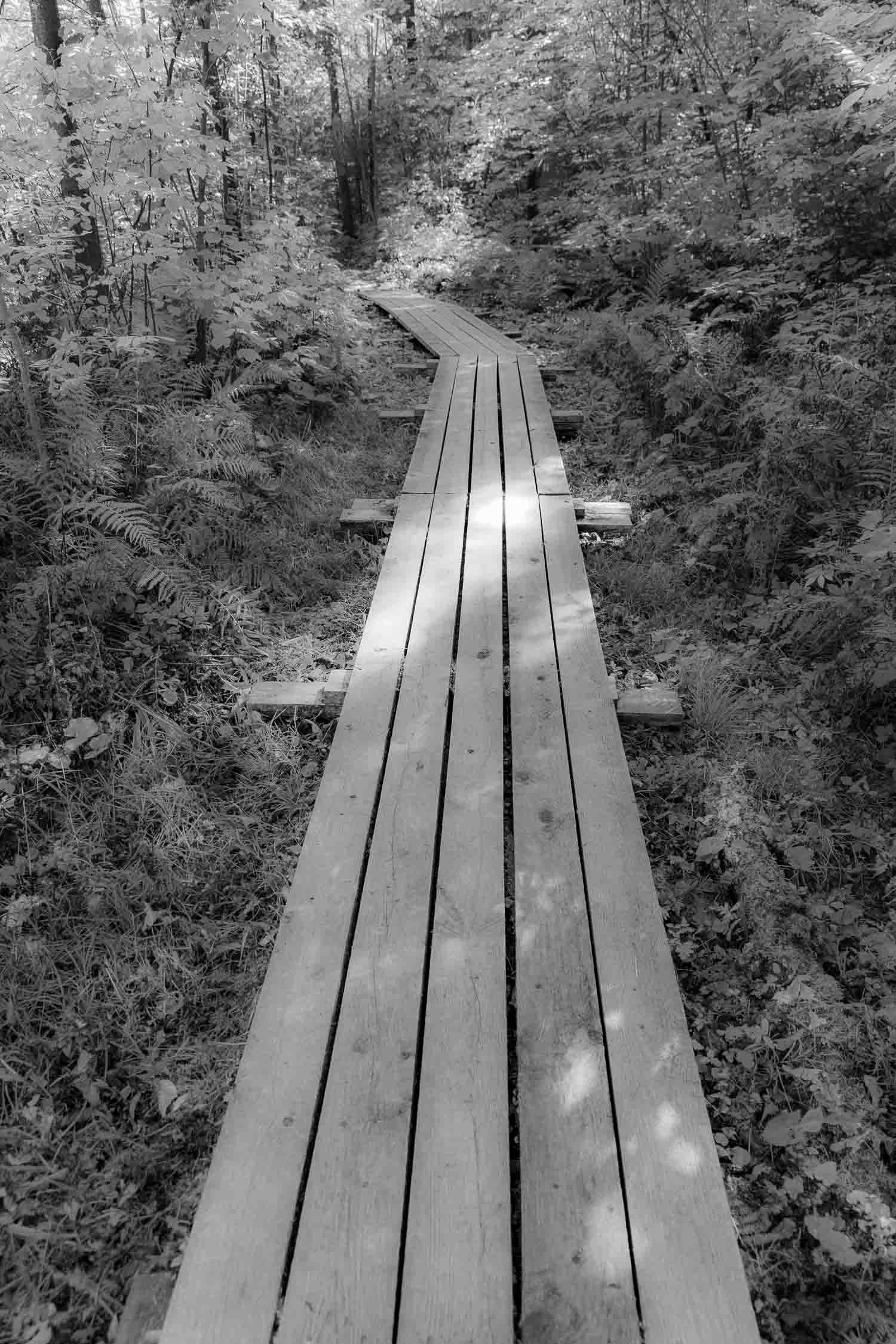 Black and white photo of a wooden boardwalk path winding through a lush forest with ferns and trees.