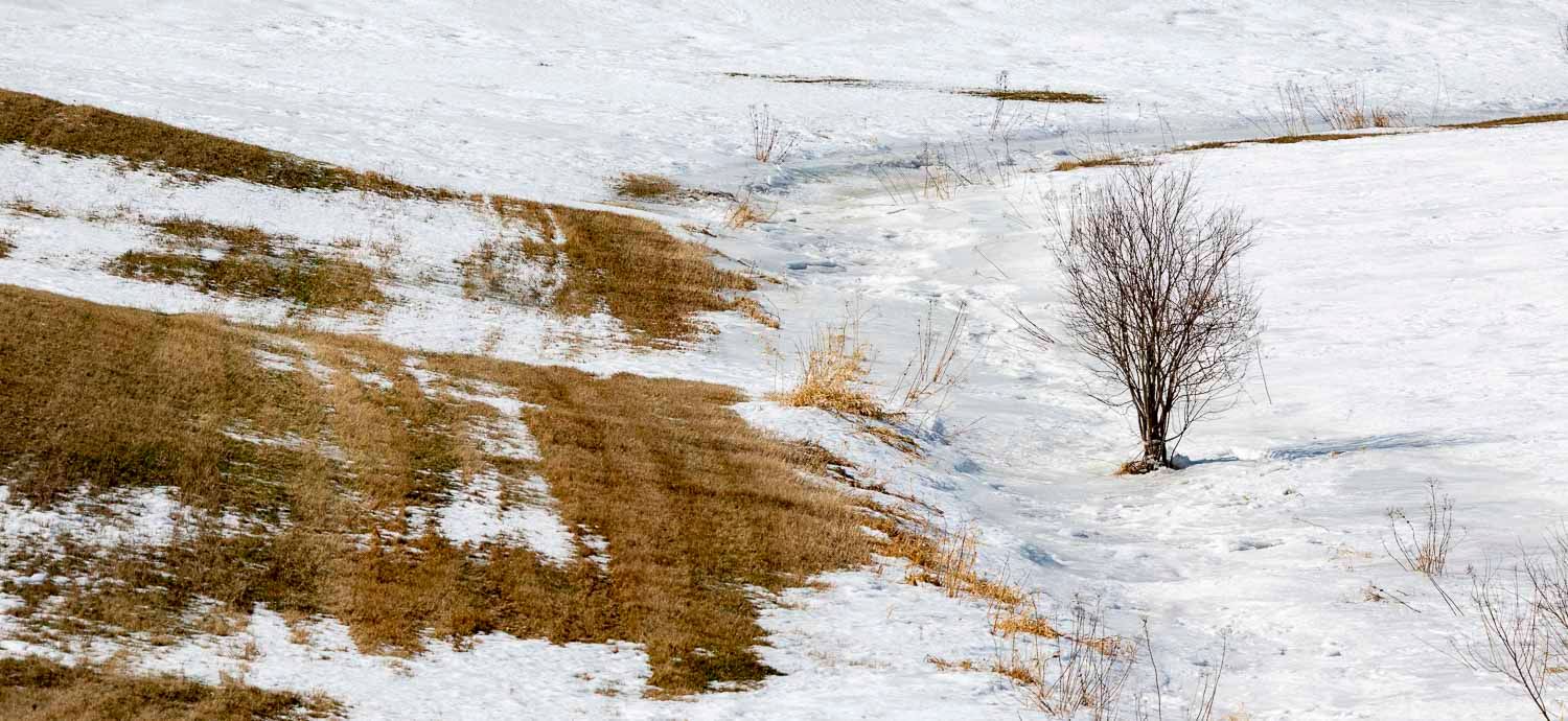 Solitary bare tree stands on a snow-patched hillside with dry golden grass in early spring.