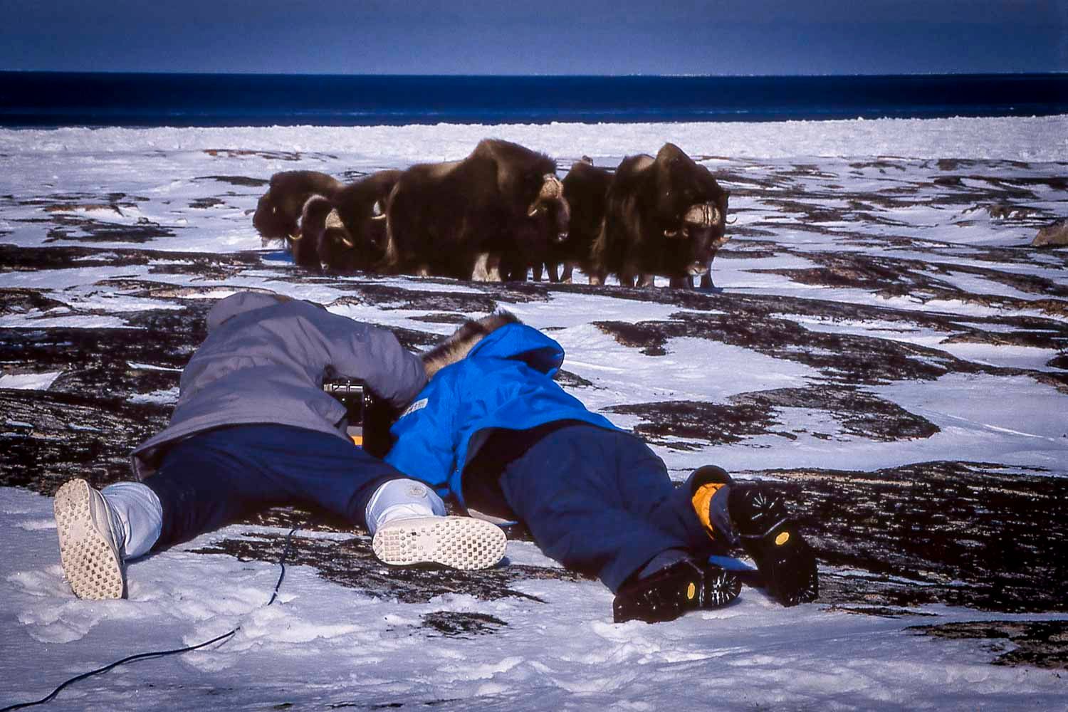 Two photographers lying on snow photographing a herd of musk oxen in a frozen Arctic landscape.