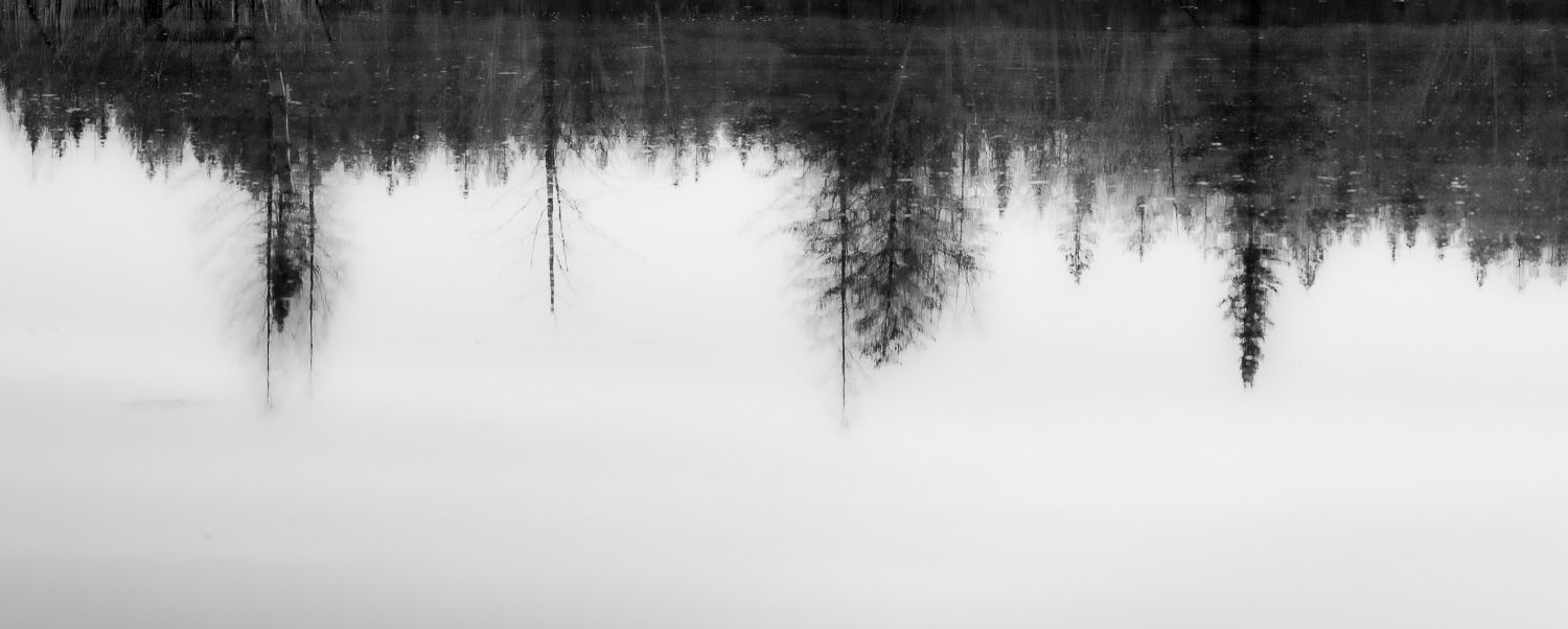 Black and white reflection of bare trees mirrored in still water creating abstract pattern.