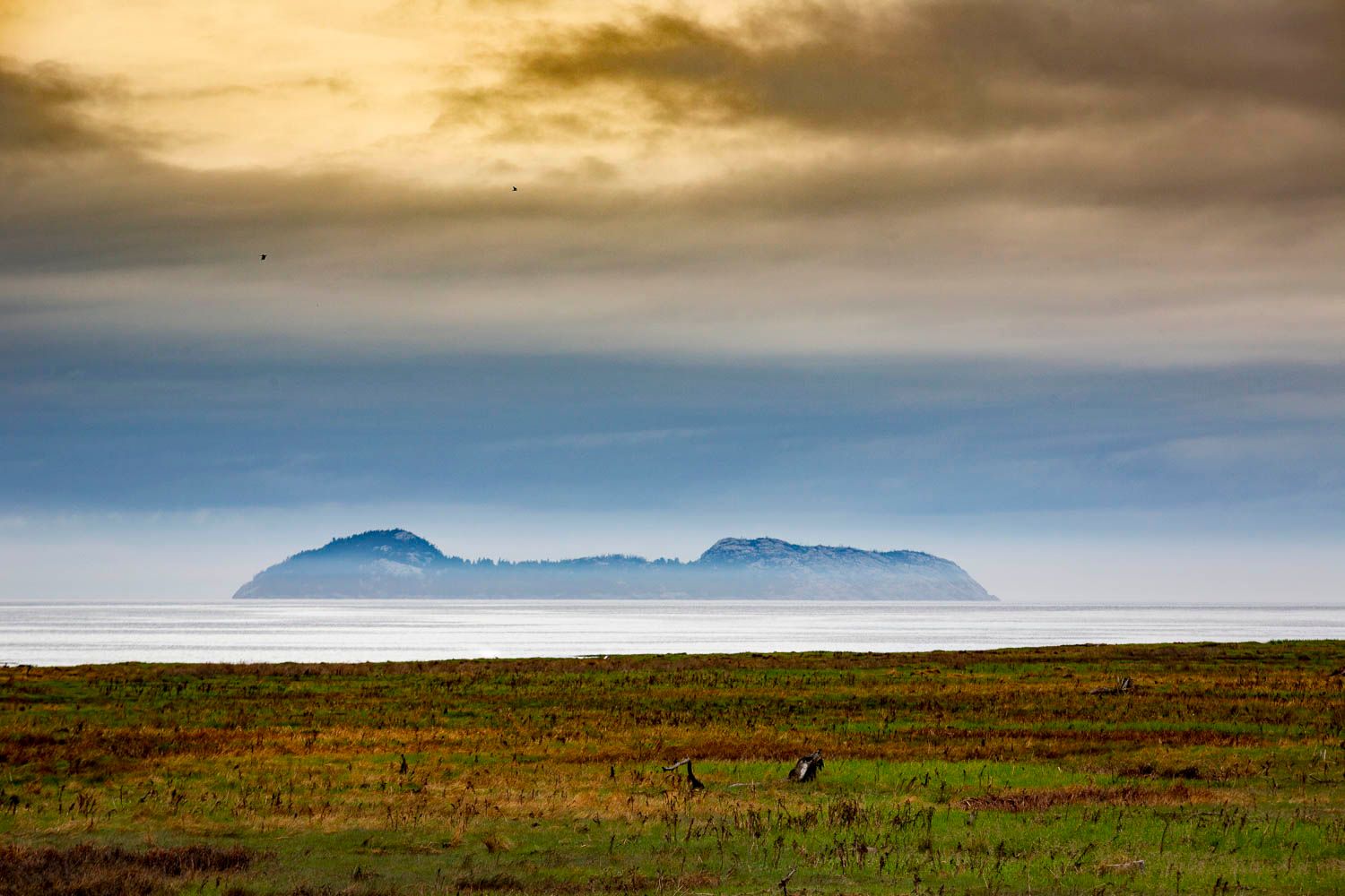 Deer grazing on coastal marshland at sunset with a misty island visible across calm ocean waters.