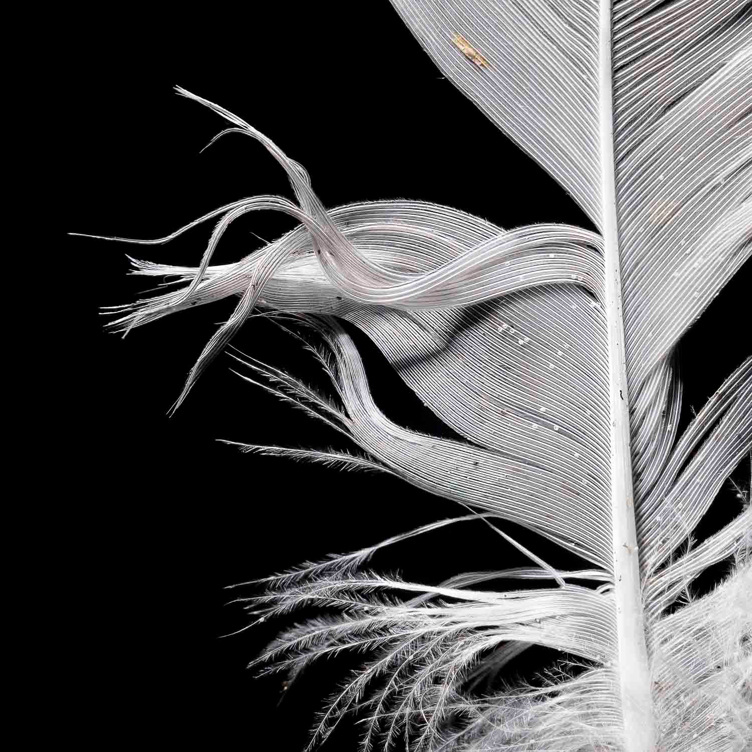 Plume blanche , gros plan
Close-up of a delicate white feather with fine barbs against a black background.