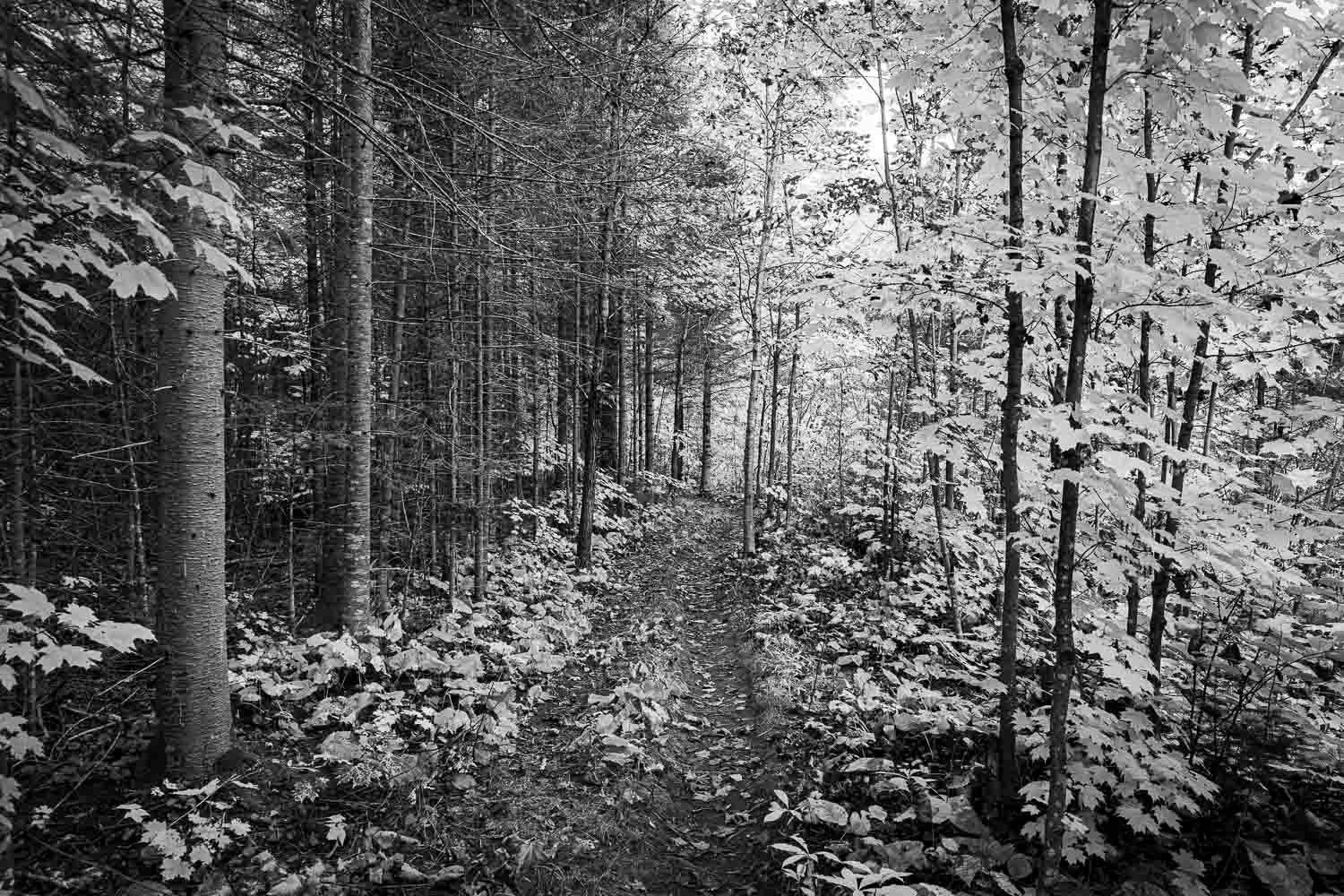 Black and white forest path winding through tall trees with lush undergrowth in autumn woodland.