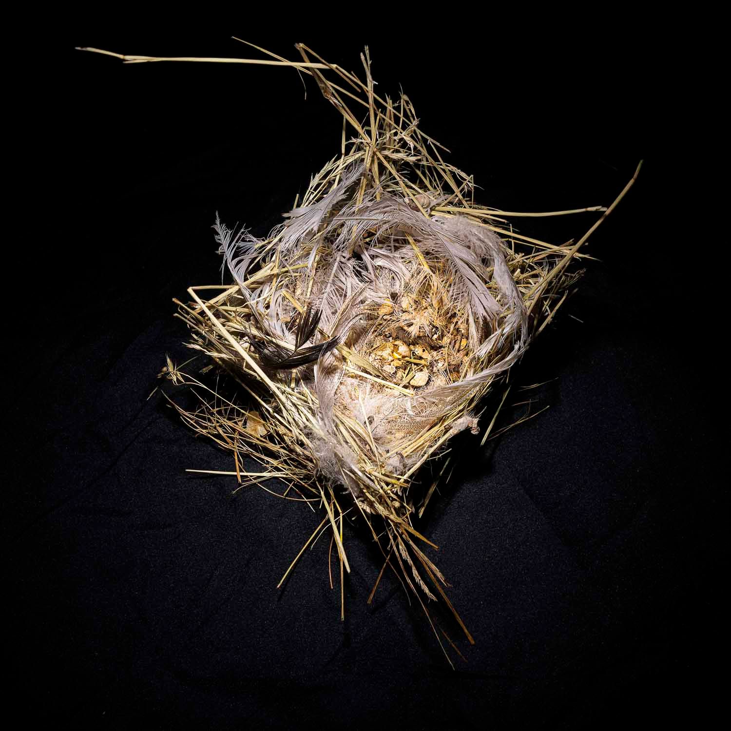 Nid d'oiseauu, carré
A bird's nest made of golden straw and white feathers, photographed from above on a dark background.