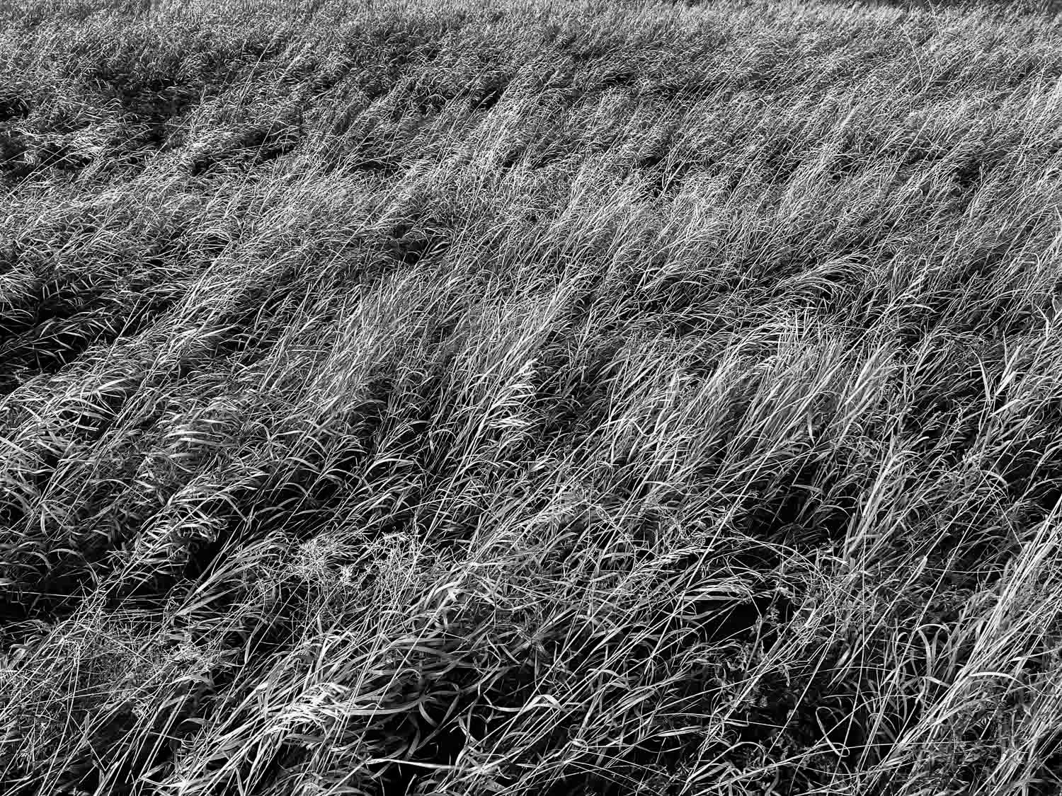Foins au vent
Black and white photo of tall grass bending dramatically in the wind across an open field.