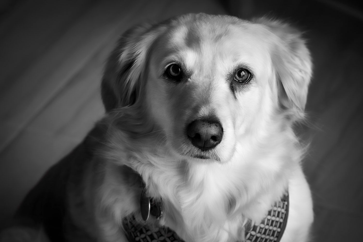 Adorable golden retriever dog gazing at camera in a soft black and white portrait photograph.