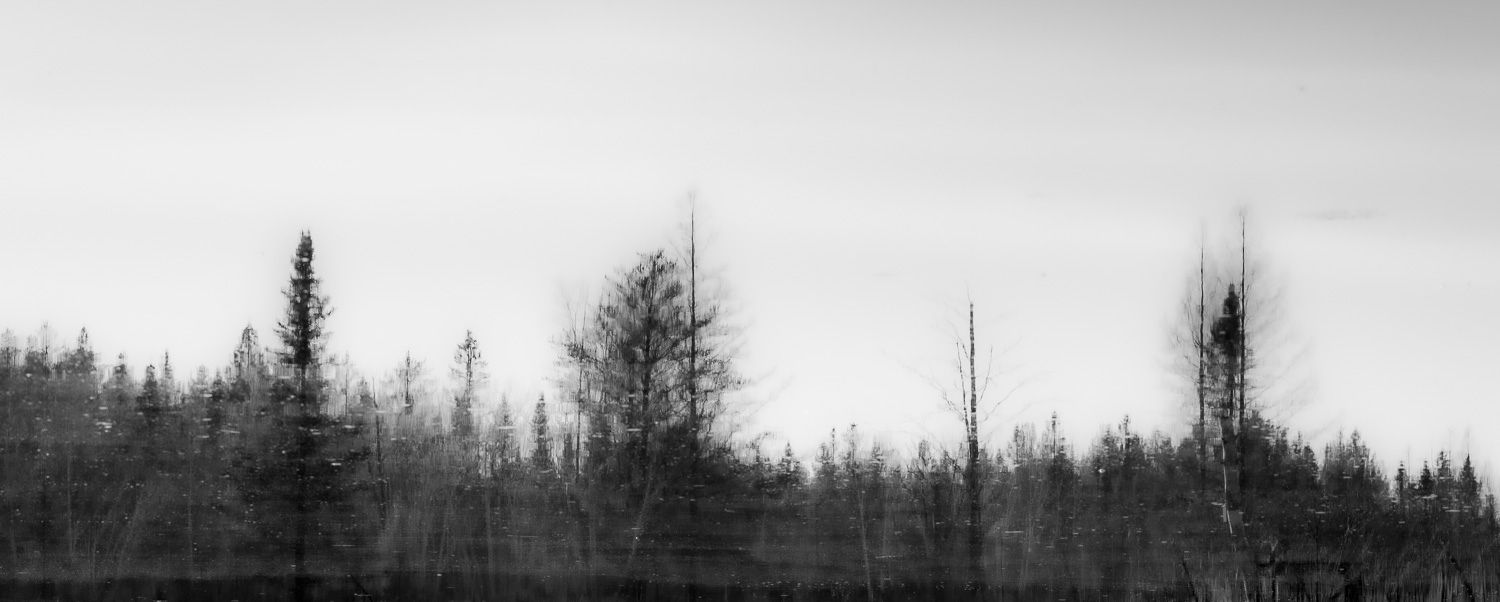 Black and white panoramic photo of a misty forest treeline with bare and evergreen trees in soft focus.
