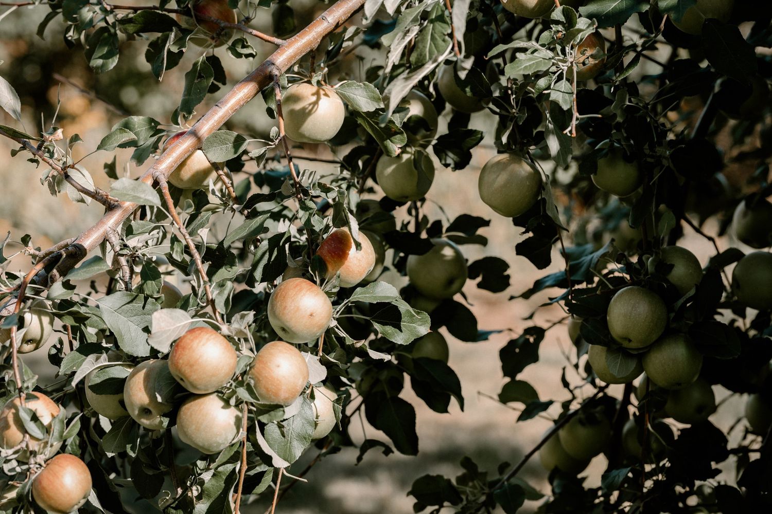 Sun-dappled apples ripening on tree branches with green leaves in an orchard.