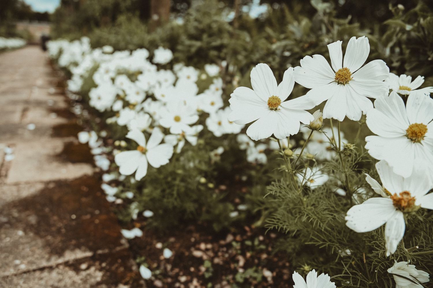 White cosmos flowers blooming along a garden pathway.