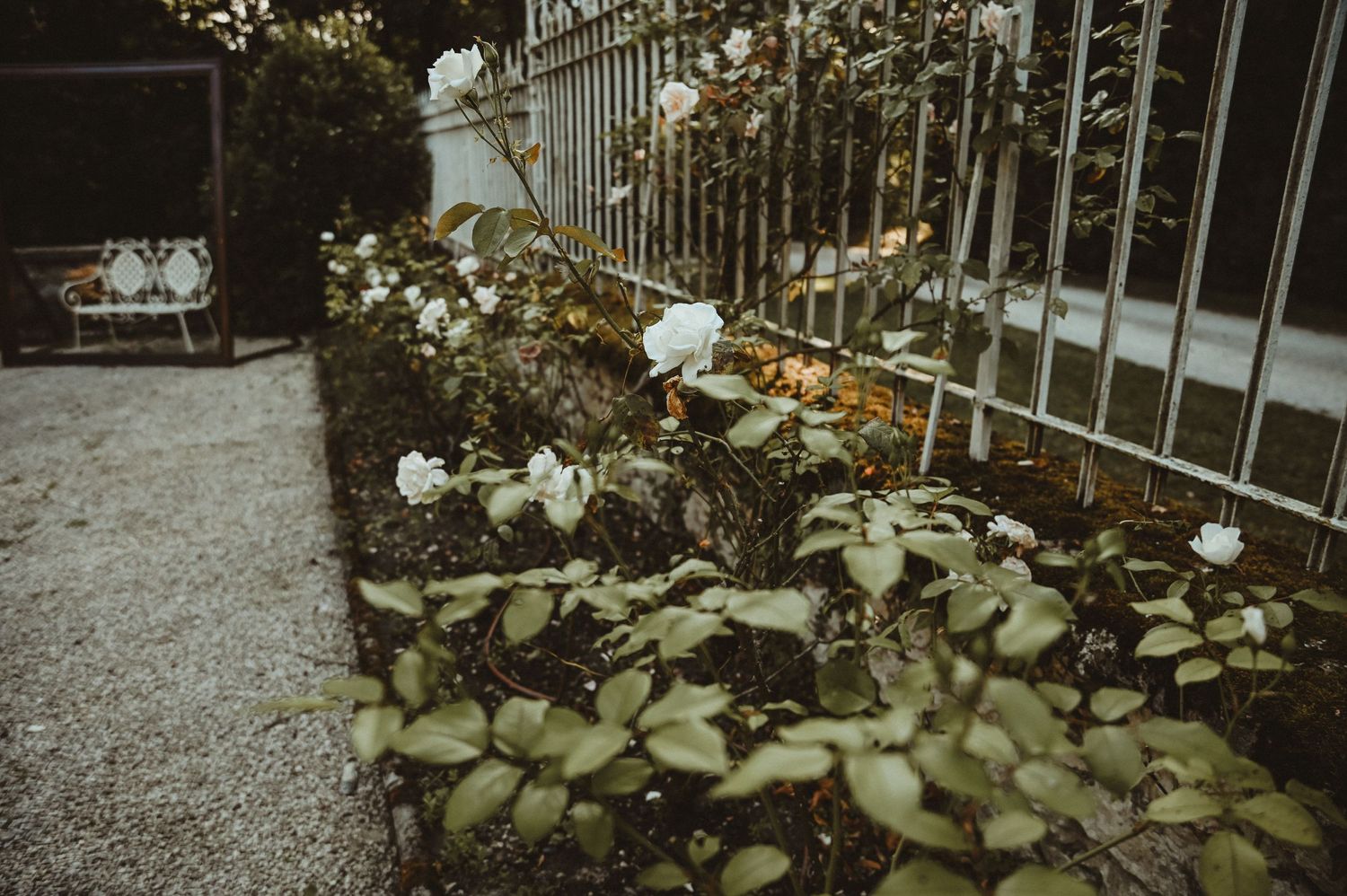 White roses and foliage growing along an iron railing in a garden setting.