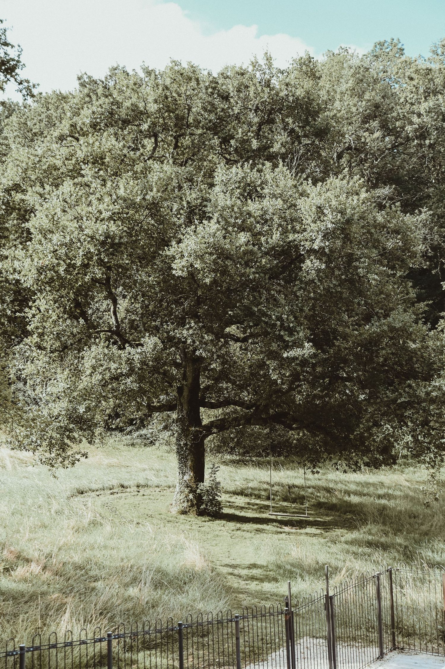 Lone tree with dense foliage stands in grassy field behind iron fence.