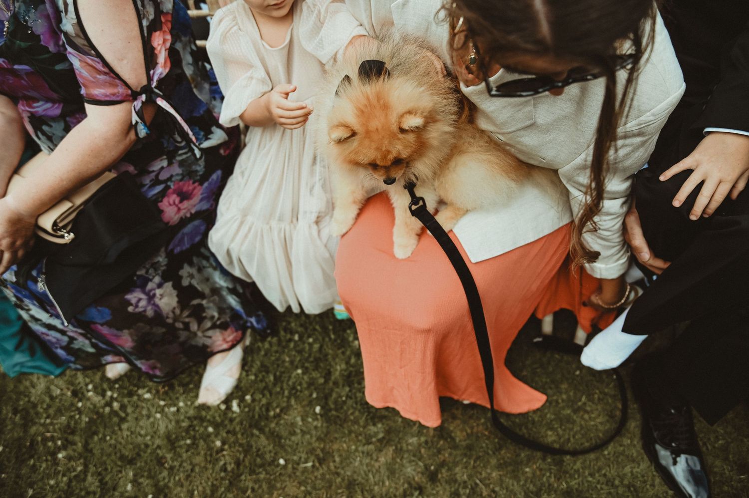 A small dog wearing a coral-colored outfit sits among wedding guests on the grass.
