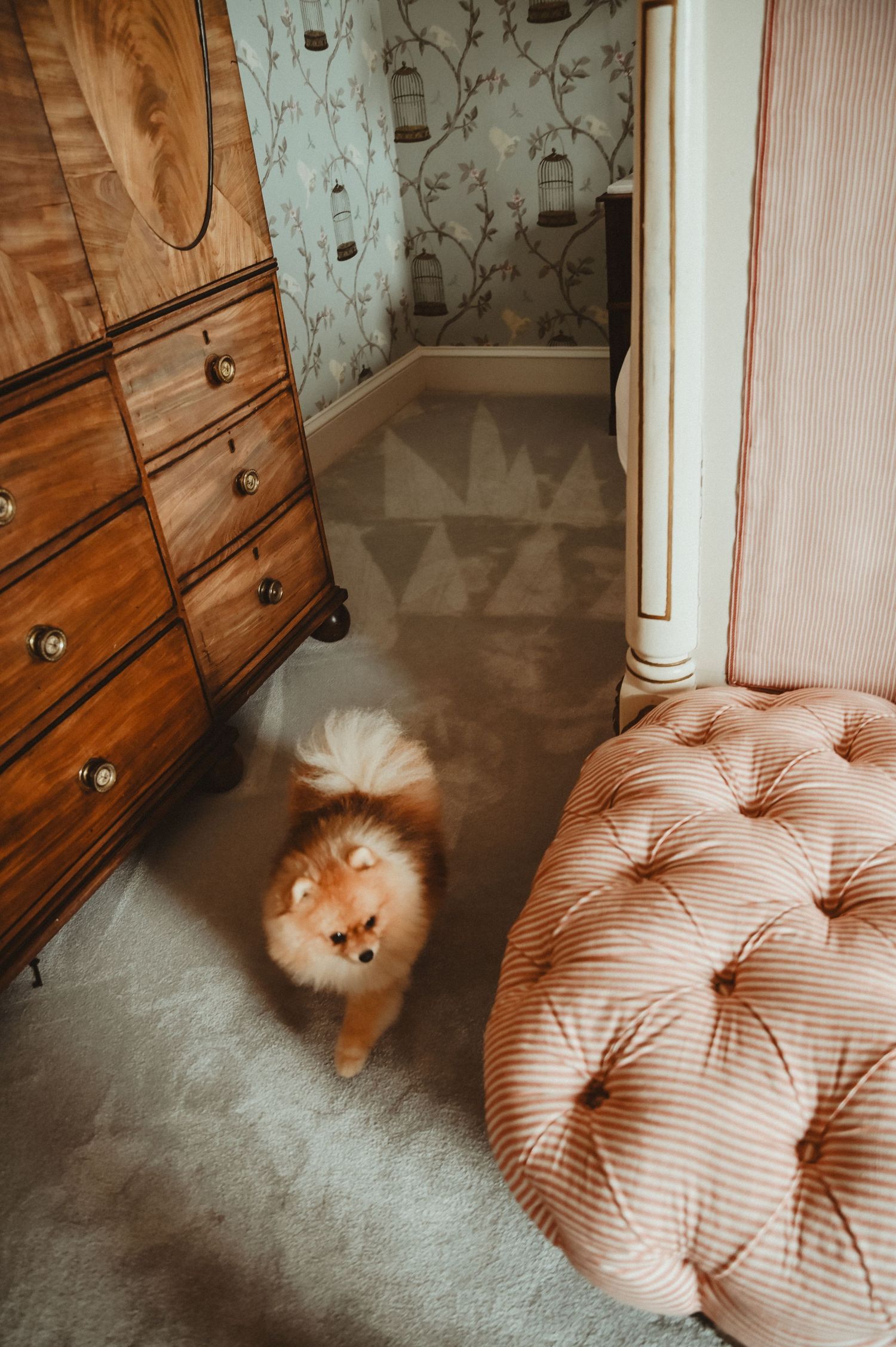 Fluffy orange cat walking past pink tufted ottoman and wooden dresser in decorated room.