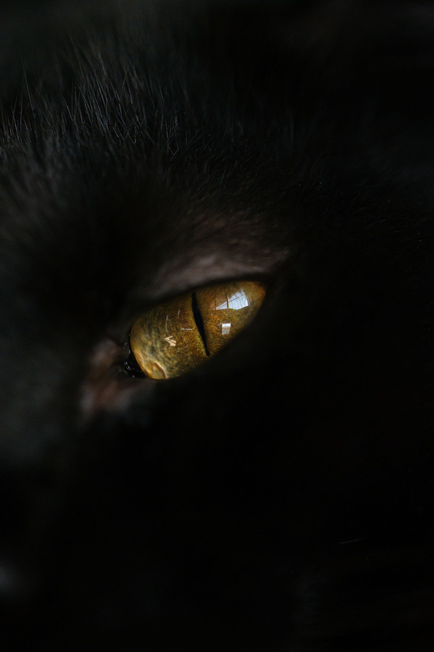 Macro shot of an amber colored feline eye with dark fur framing the edges.