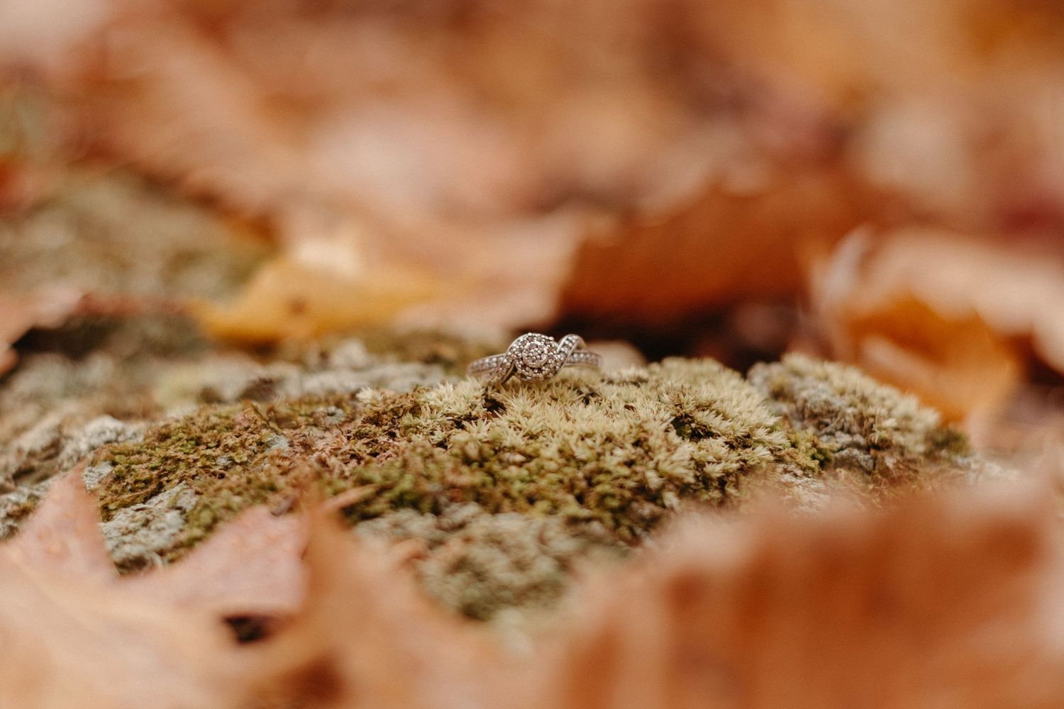 Close up macro shot of spices and herbs scattered on a dark surface.