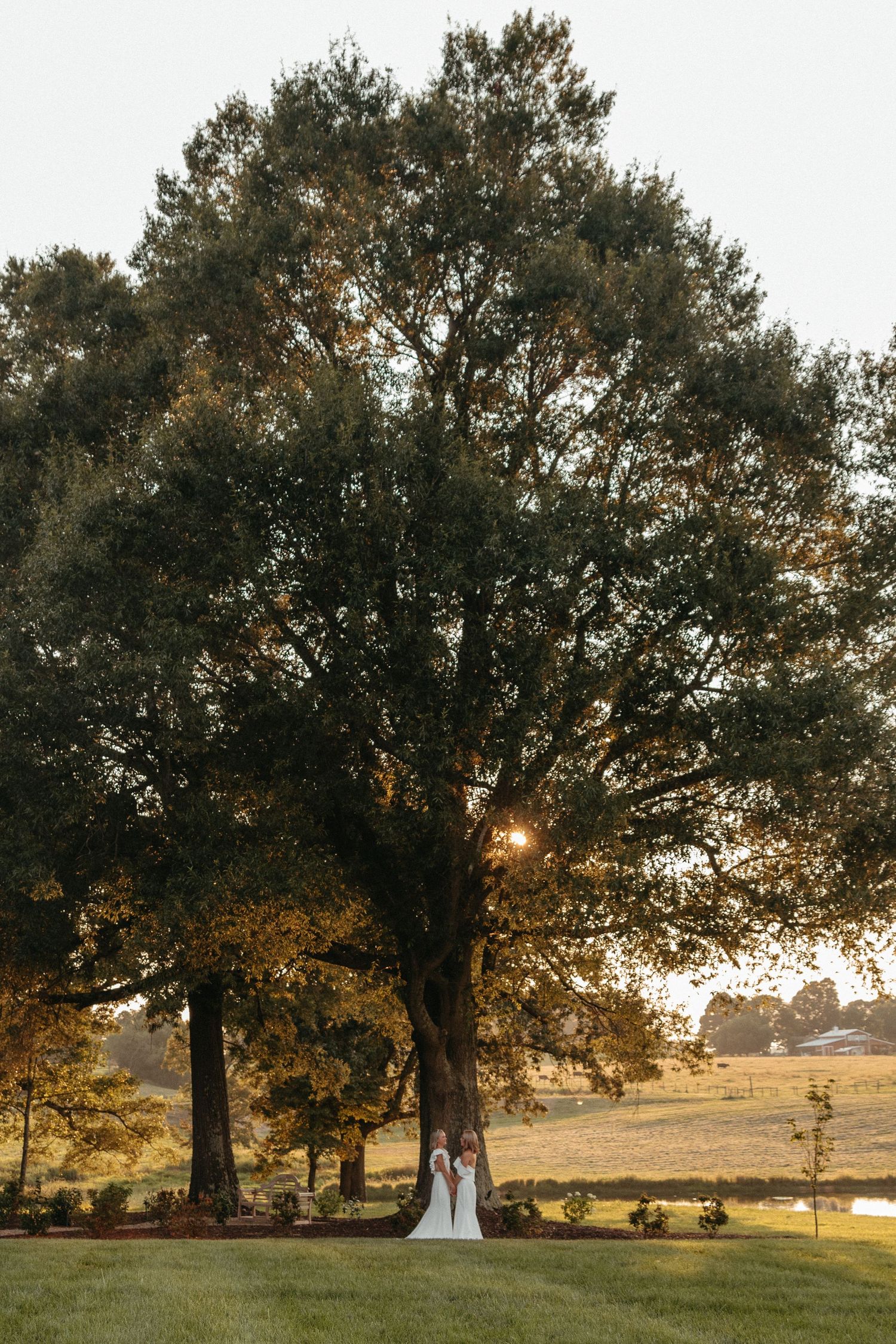 Silhouetted trees frame a scenic outdoor landscape at sunset with golden light filtering through branches.