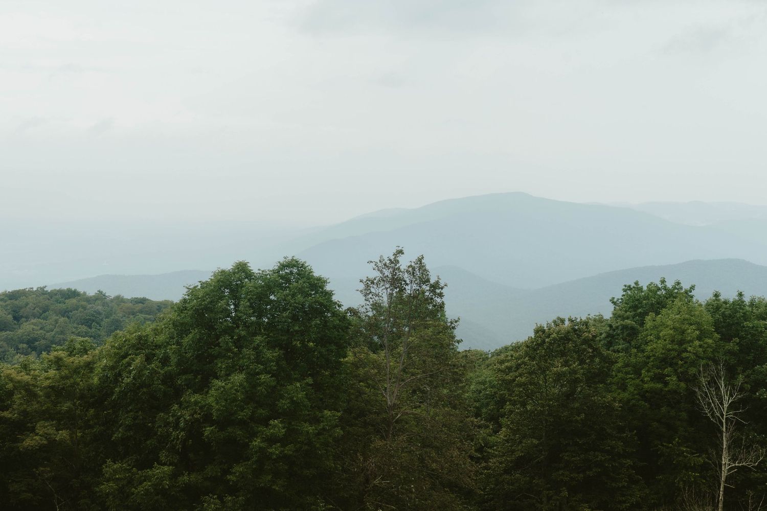 Misty mountain landscape with lush green trees in the foreground and layered blue ridges in the background.