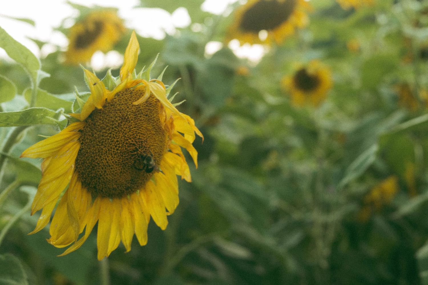 Close-up of a bright yellow sunflower with a bee in a lush green sunflower field.