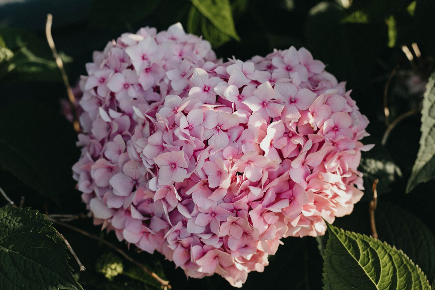 Close-up of a beautiful pink hydrangea flower cluster blooming among green leaves in sunlight.