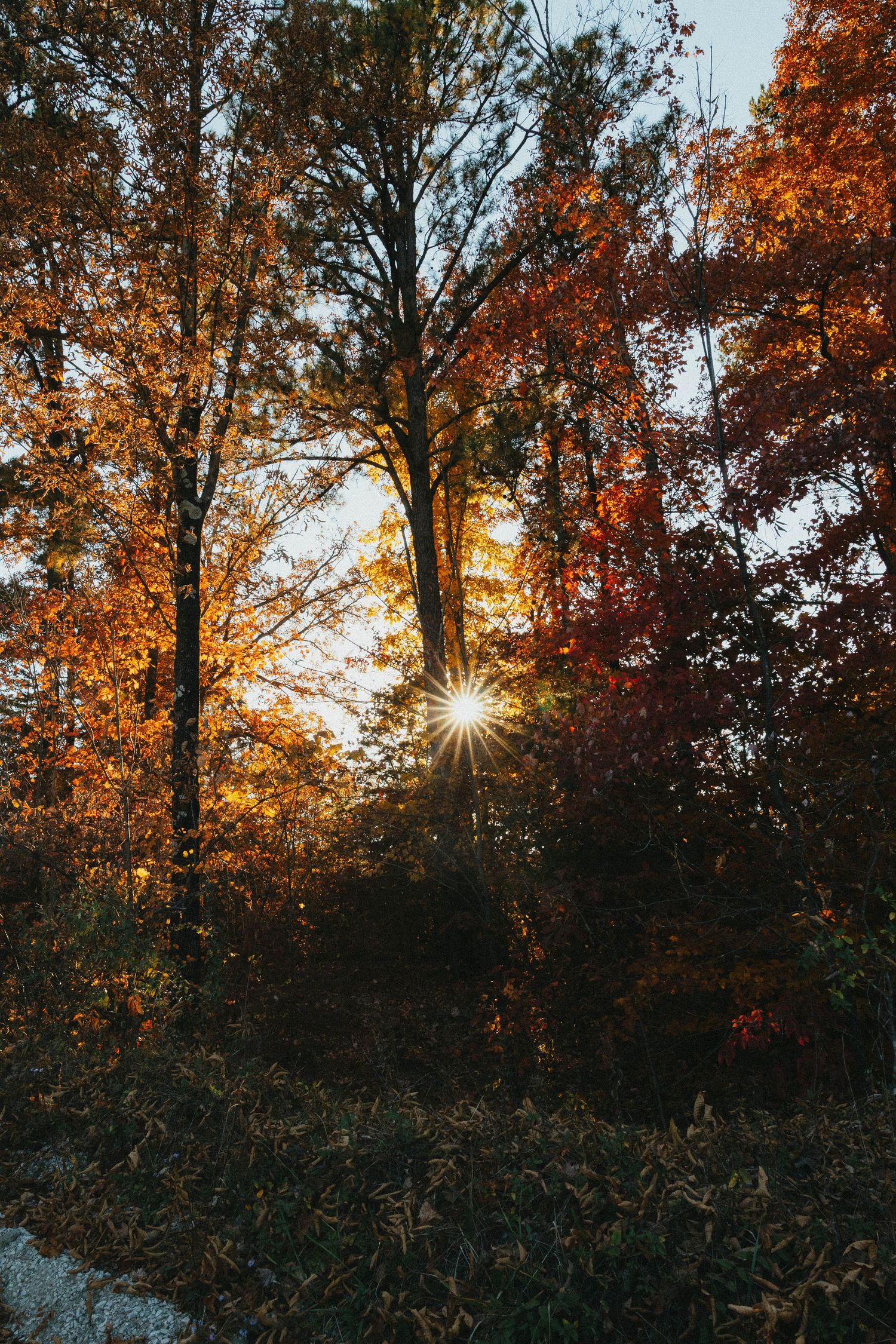 Golden autumn sunburst shining through colorful fall foliage trees in a forest.