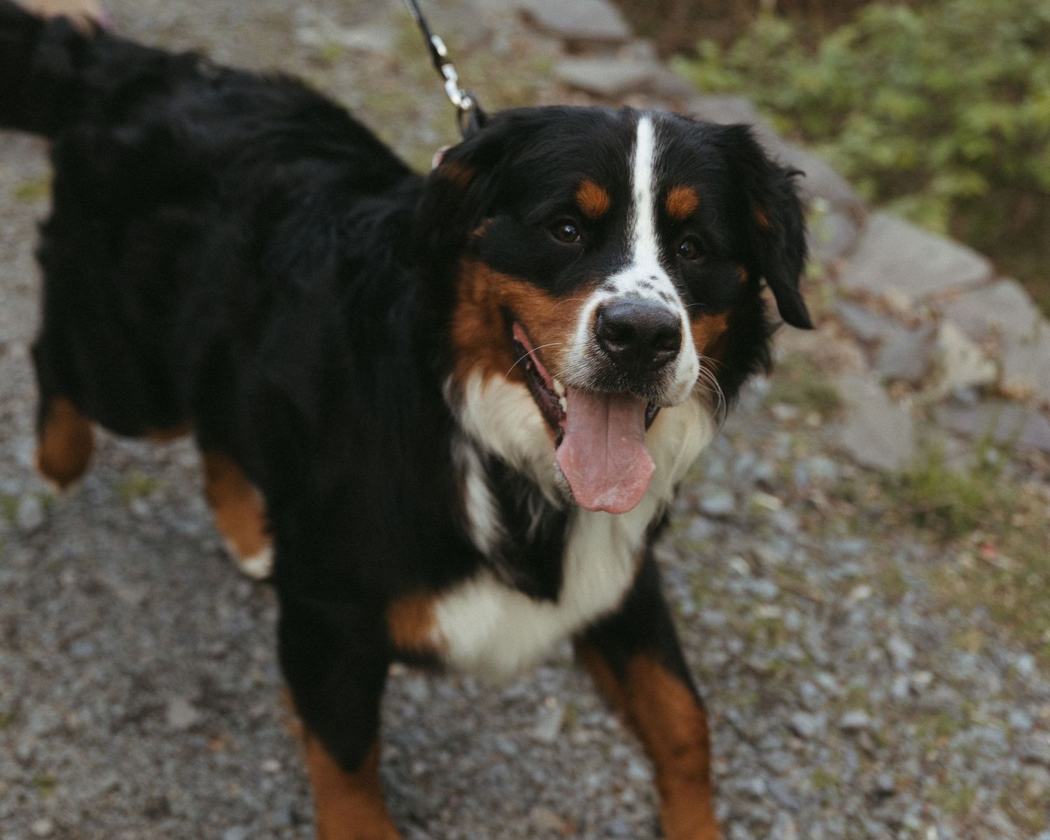 Happy Bernese Mountain Dog on leash outdoors, tongue out, standing on rocky terrain with black, white, and tan markings.