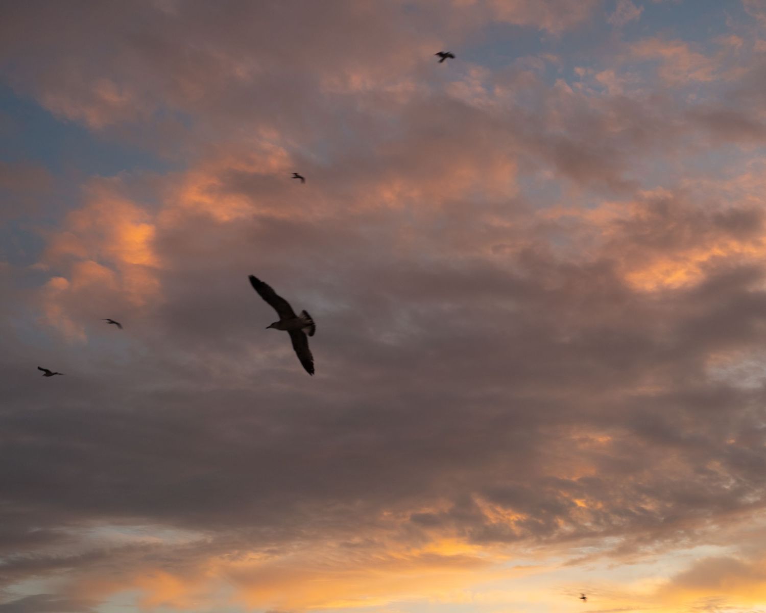 birds flying through a dramatic orange and purple sunset sky. Golden hour aesthetic is a signature of wedding photographer in the Poconos.