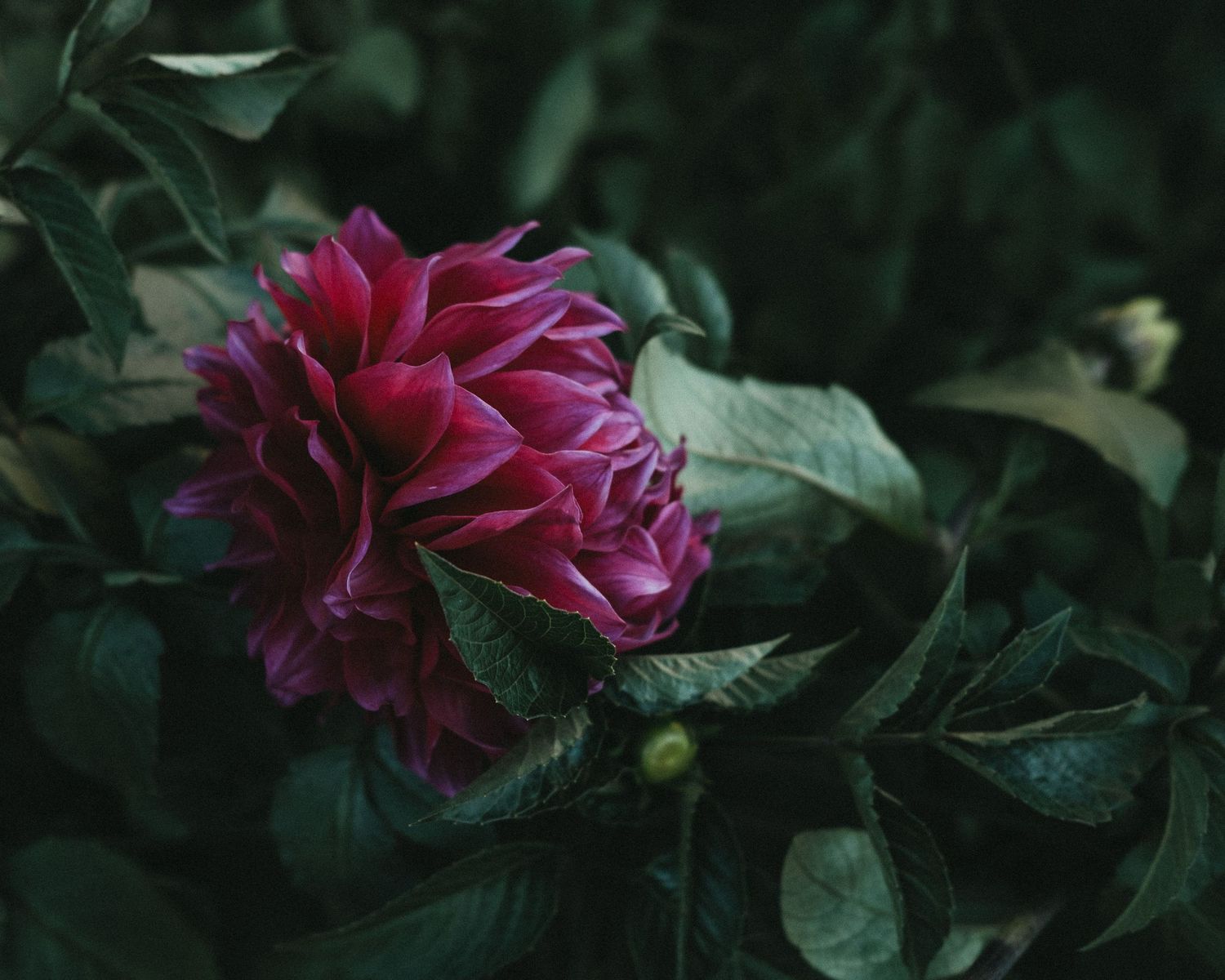 Moody, close-up photography of a deep pink dahlia, showcasing the dark and romantic editing style of a Scranton wedding photographer.