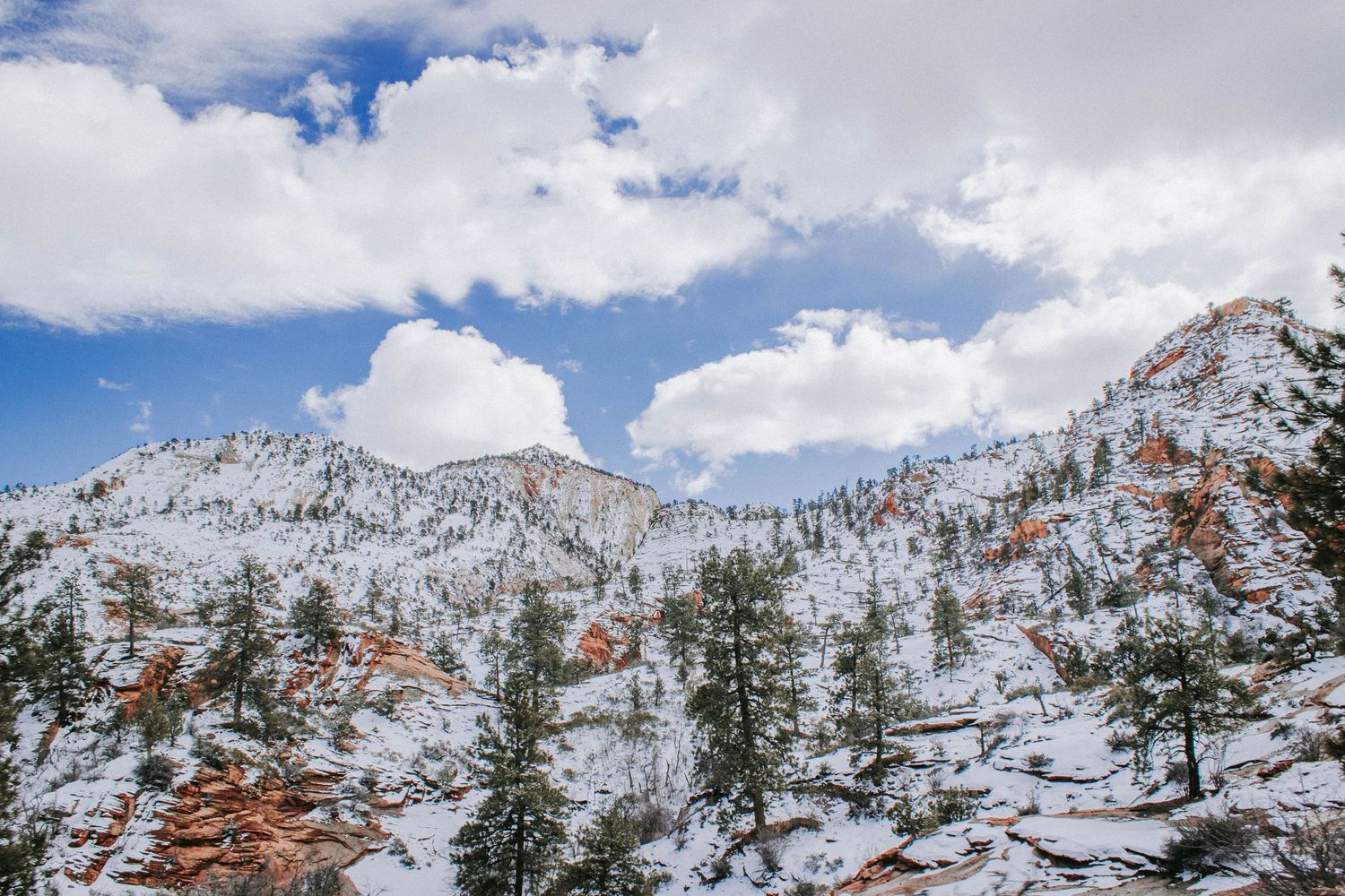 Snow-covered pine trees and red rock mountains under blue sky in Zion National Park, Utah.