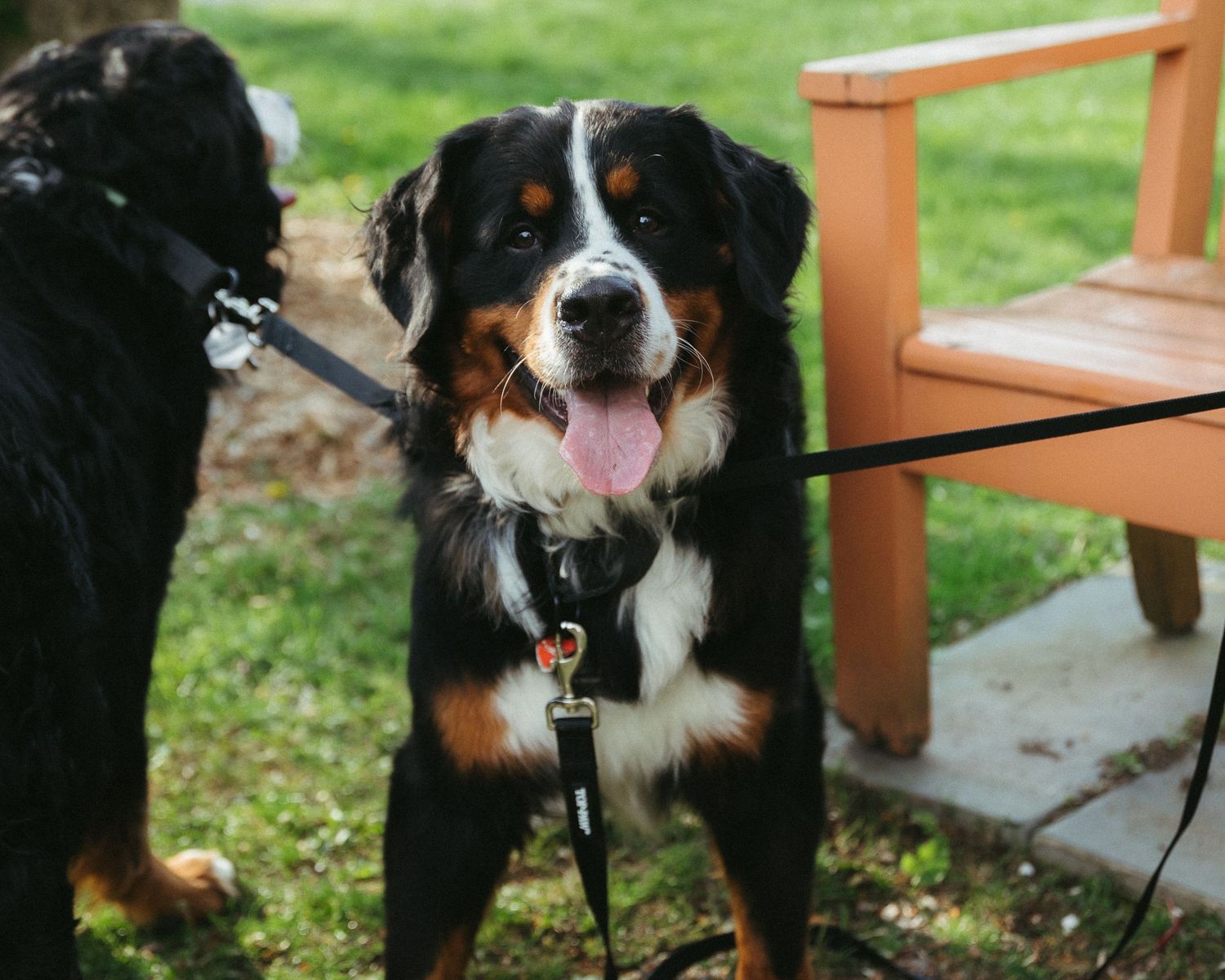 Two dogs on leashes outdoors, with a happy Bernese Mountain Dog showing tongue near a wooden bench.