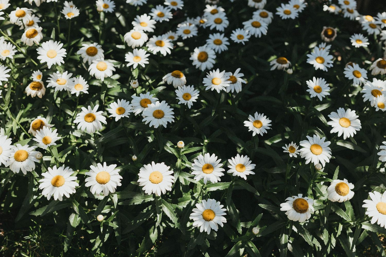 A vibrant field of white daisy flowers with yellow centers blooming among lush green foliage.