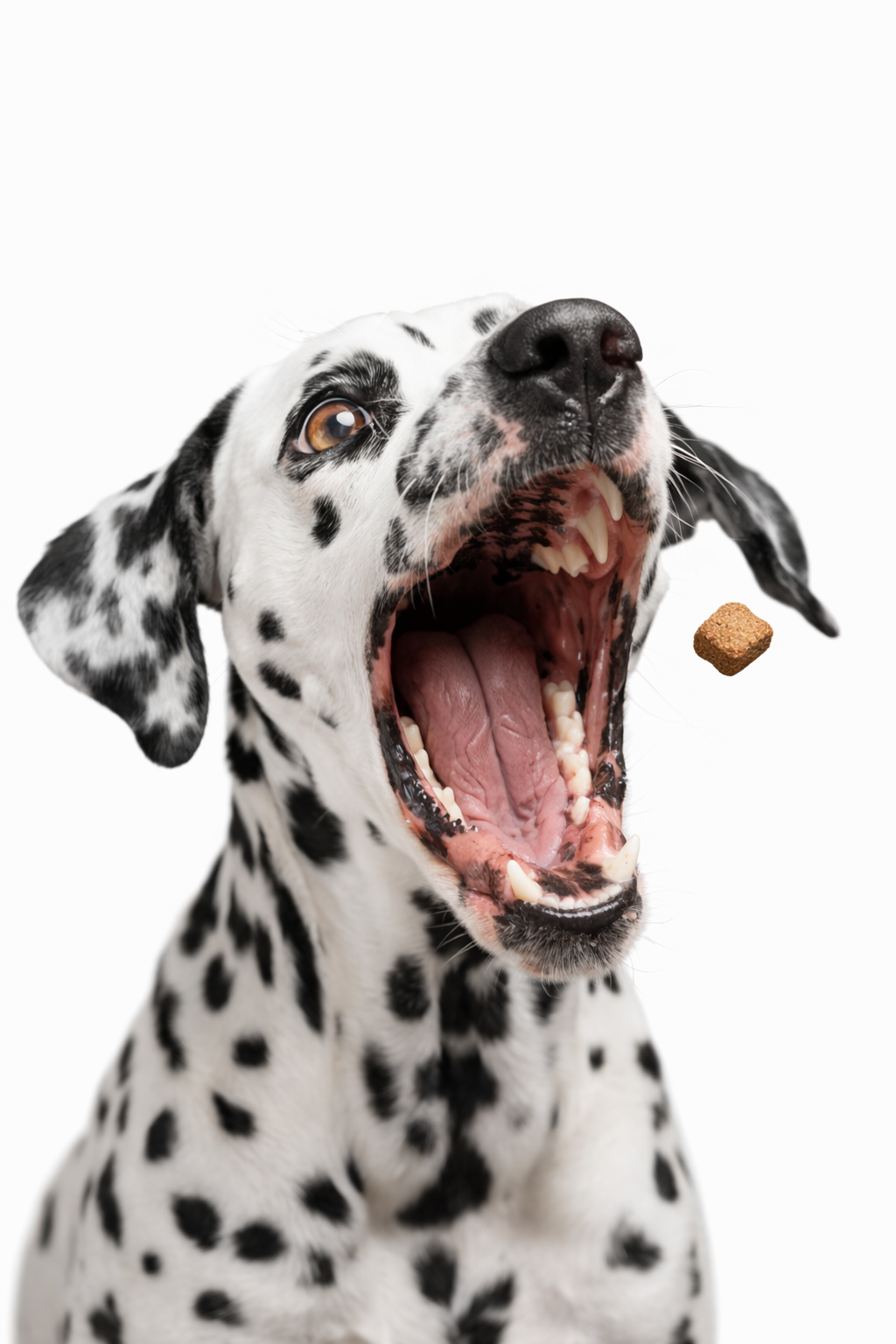 Dalmatian dog catching treats in sequence showing different expressions and mouth movements.