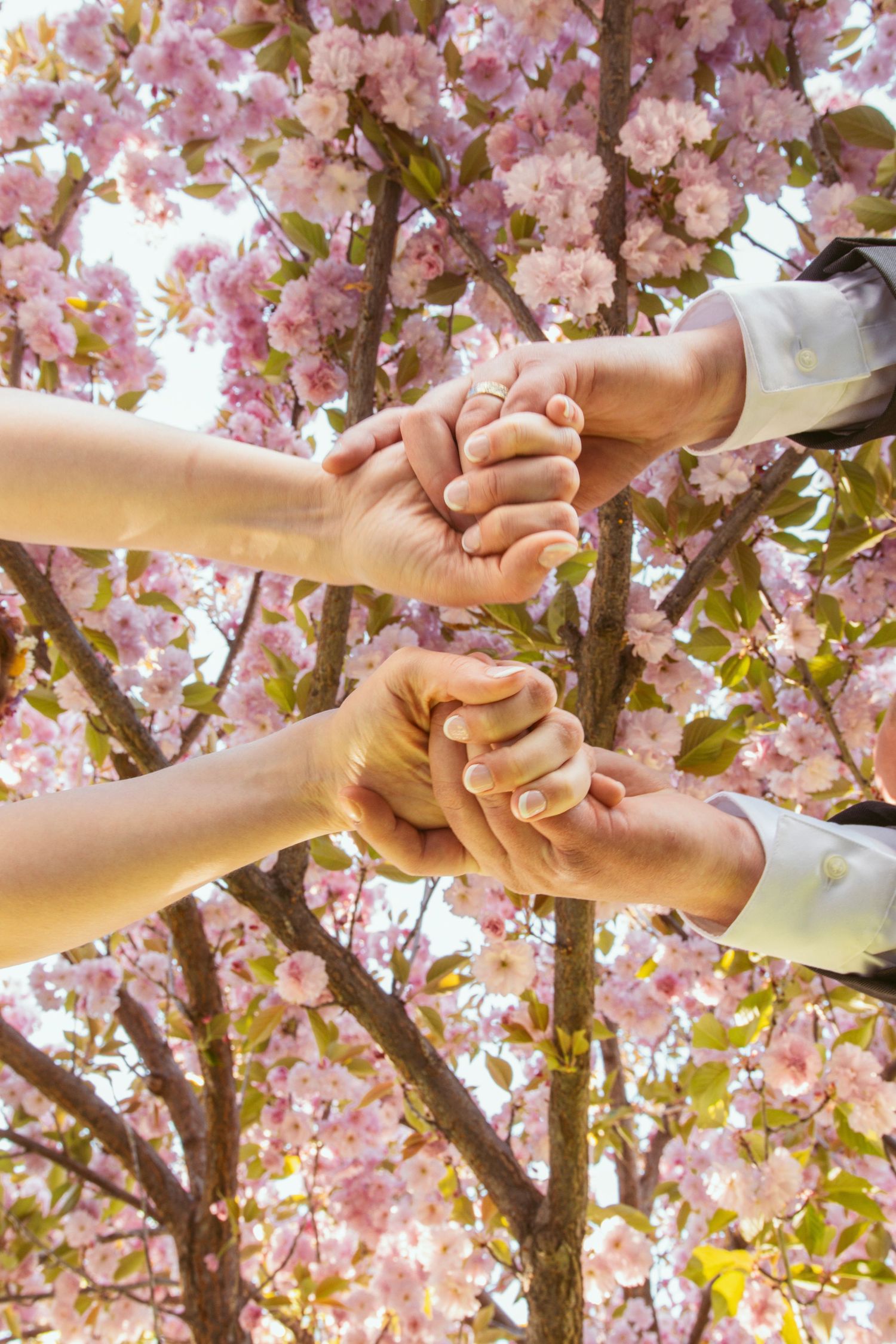 Close-up of hands joining together against backdrop of blooming pink cherry blossoms.