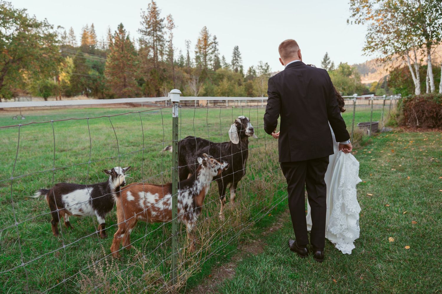 Panoramic sequence of newlyweds walking with goats in a green field at sunset.