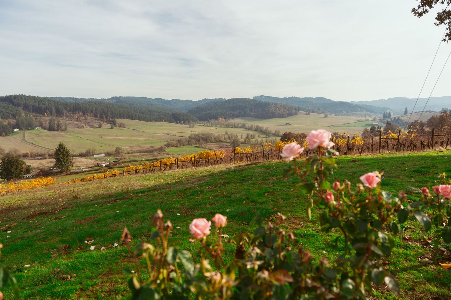 Hillside vineyard with rows of grapevines stretching across the green landscape.