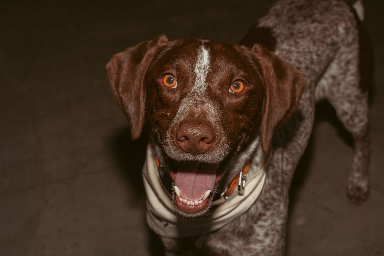 Close-up portraits of a happy chocolate labrador dog with expressive eyes.