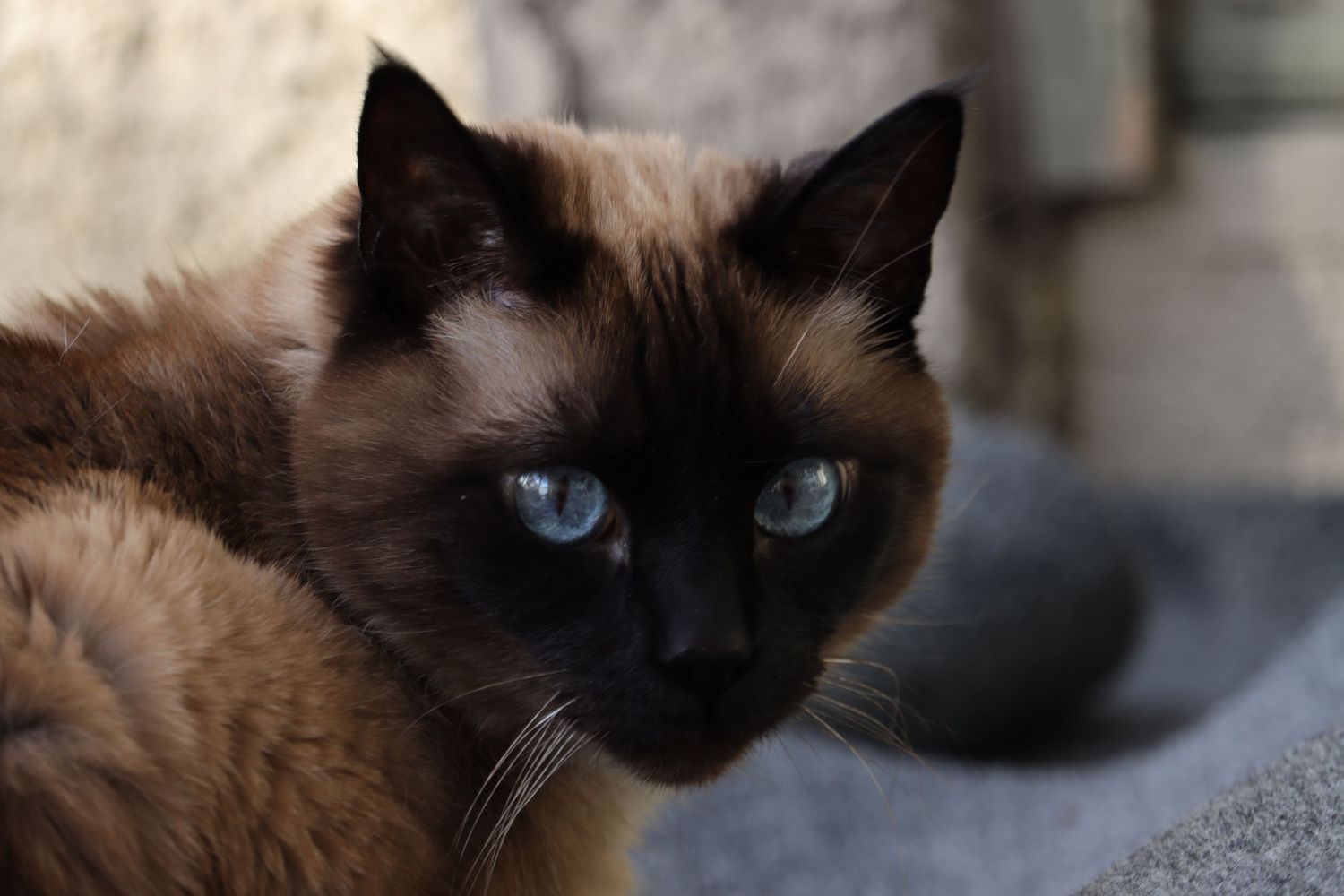 Close-up of a Siamese cat with striking blue eyes and dark face.