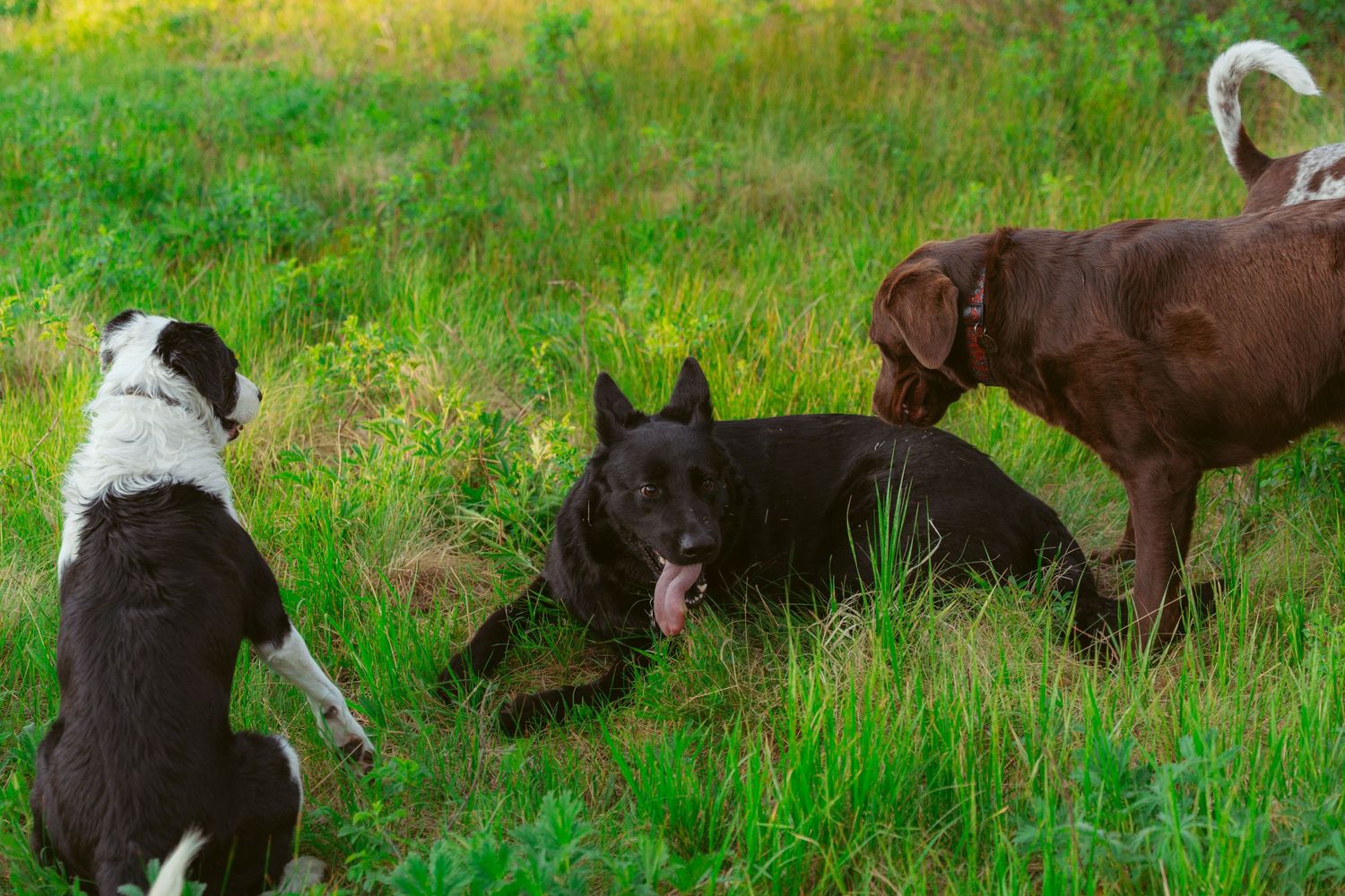 German Shorthaired Pointers resting in green grass during summer.