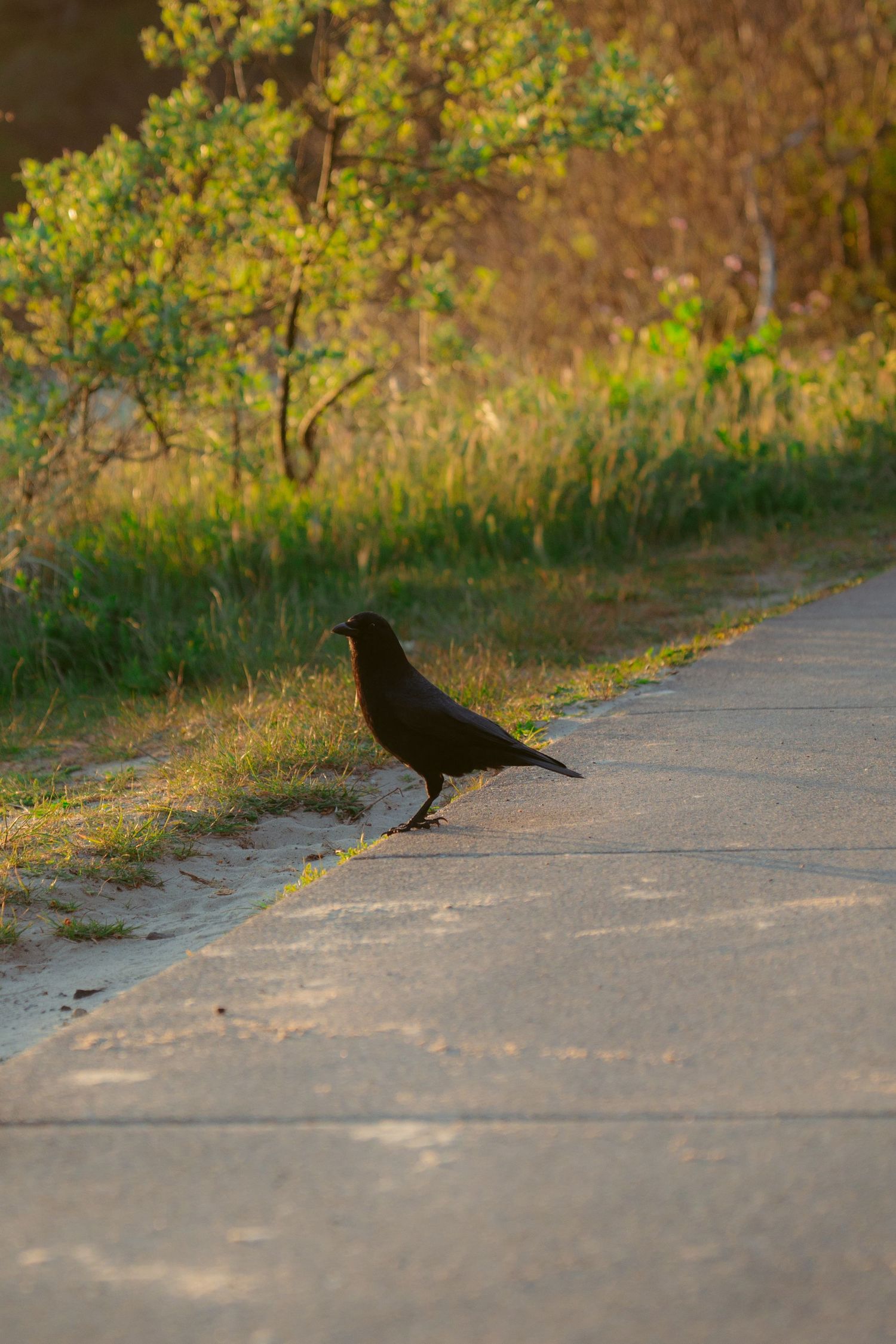 Black bird silhouette walking on concrete path with autumn foliage in background.