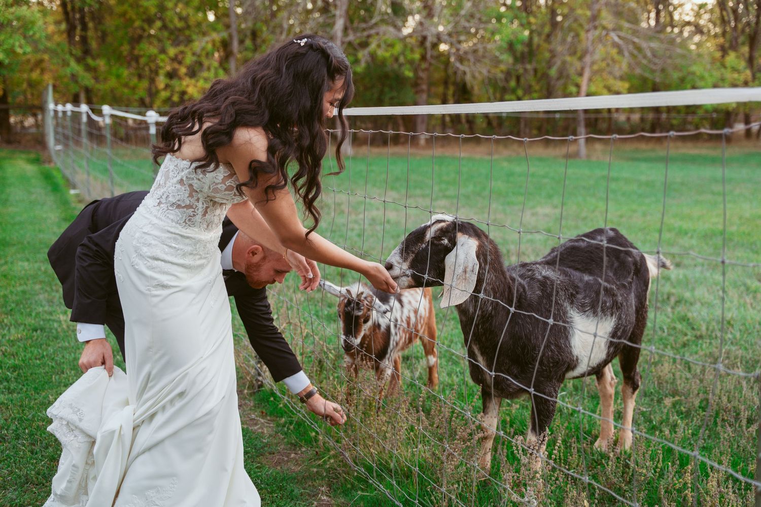 A couple in wedding attire interacts with goats in a pastoral farm setting during their photoshoot.