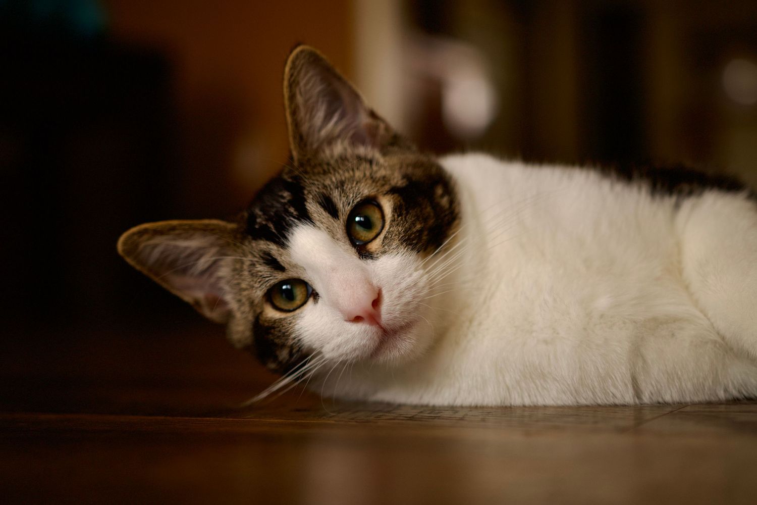 Close-up portrait of a black and white cat with bright eyes looking at camera.